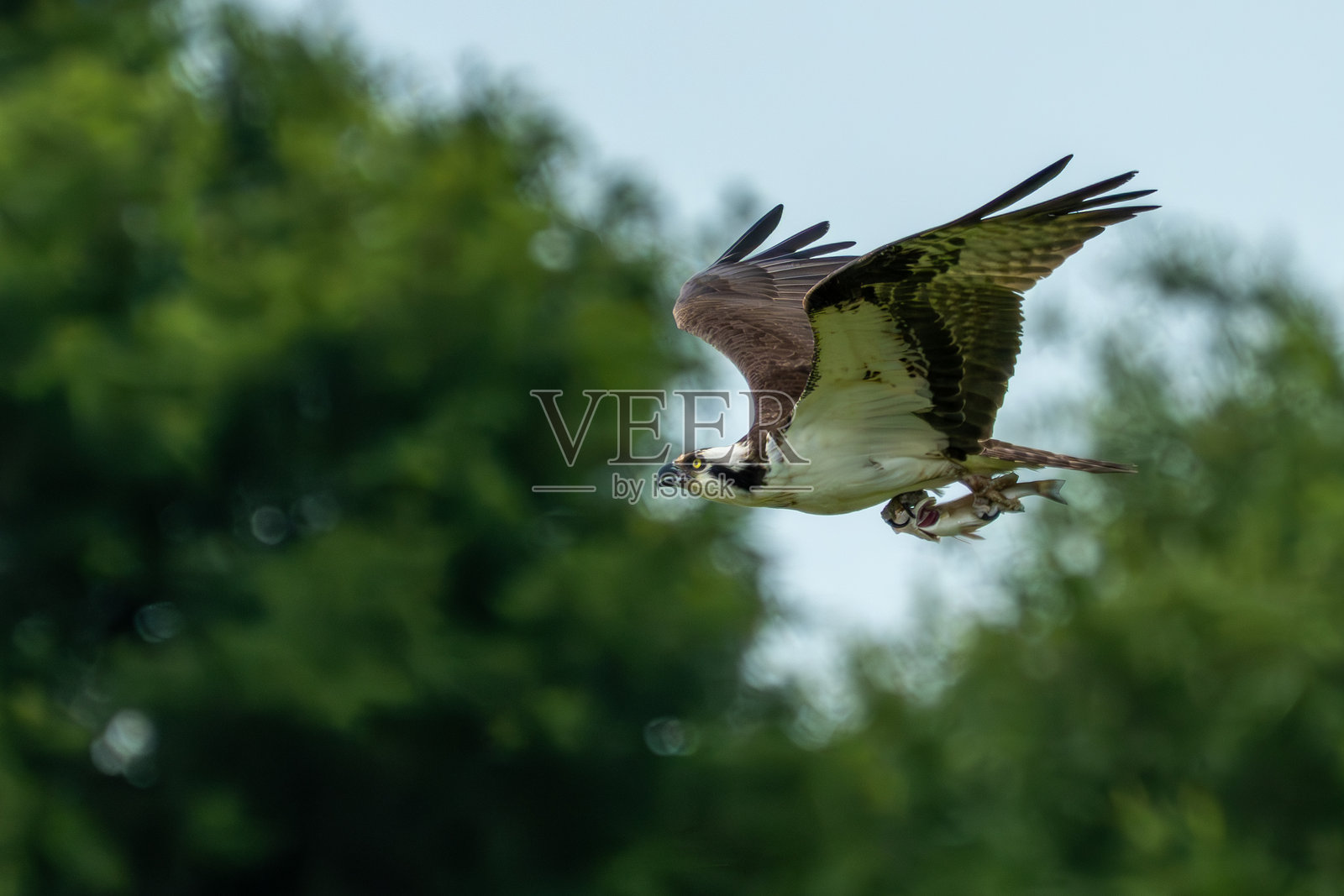 一只鱼鹰正飞回巢穴，嘴里叼着新捕获的鱼。照片摄影图片