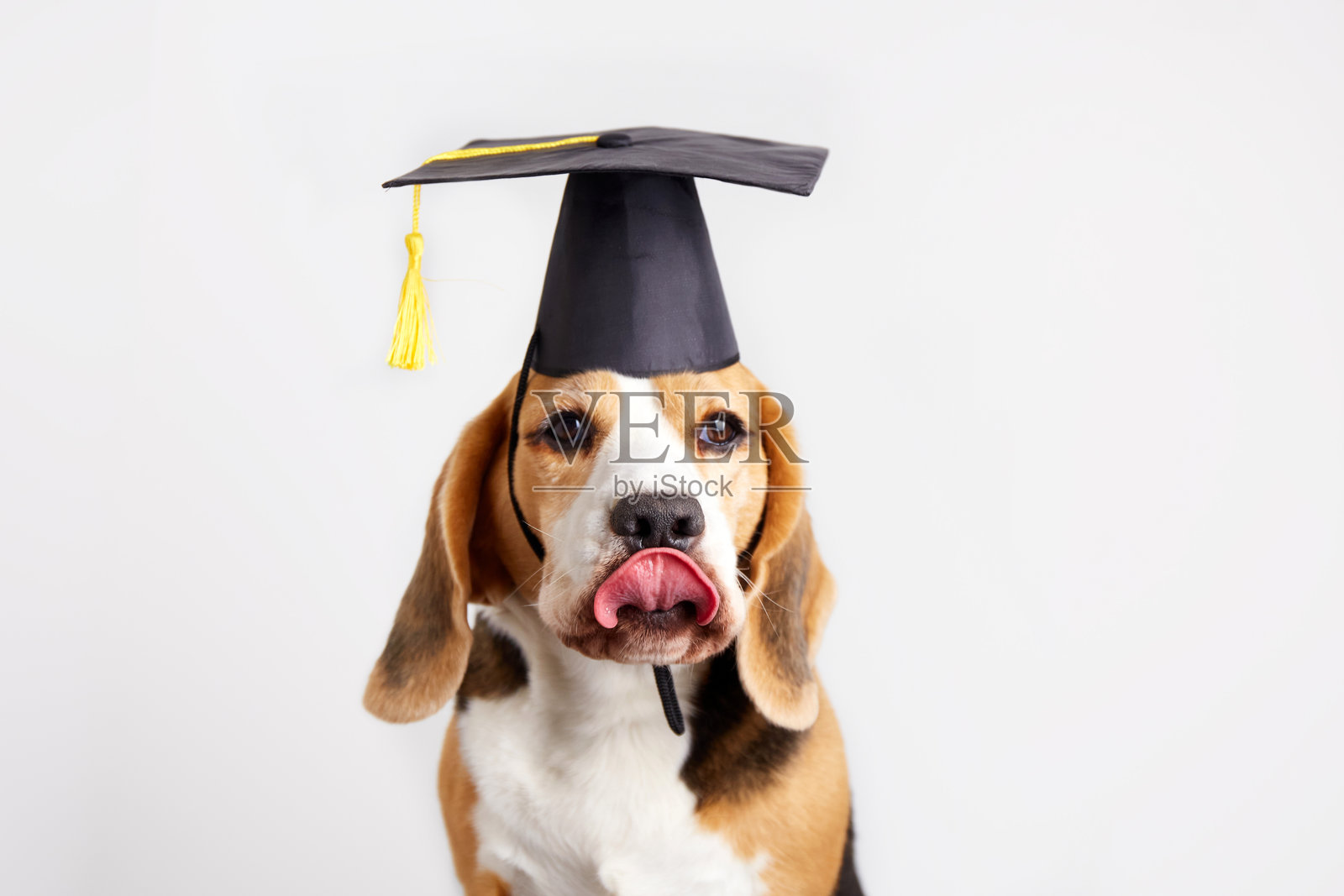 戴着毕业帽的比格犬在摄影棚中摆姿势，舌头伸出。照片摄影图片
