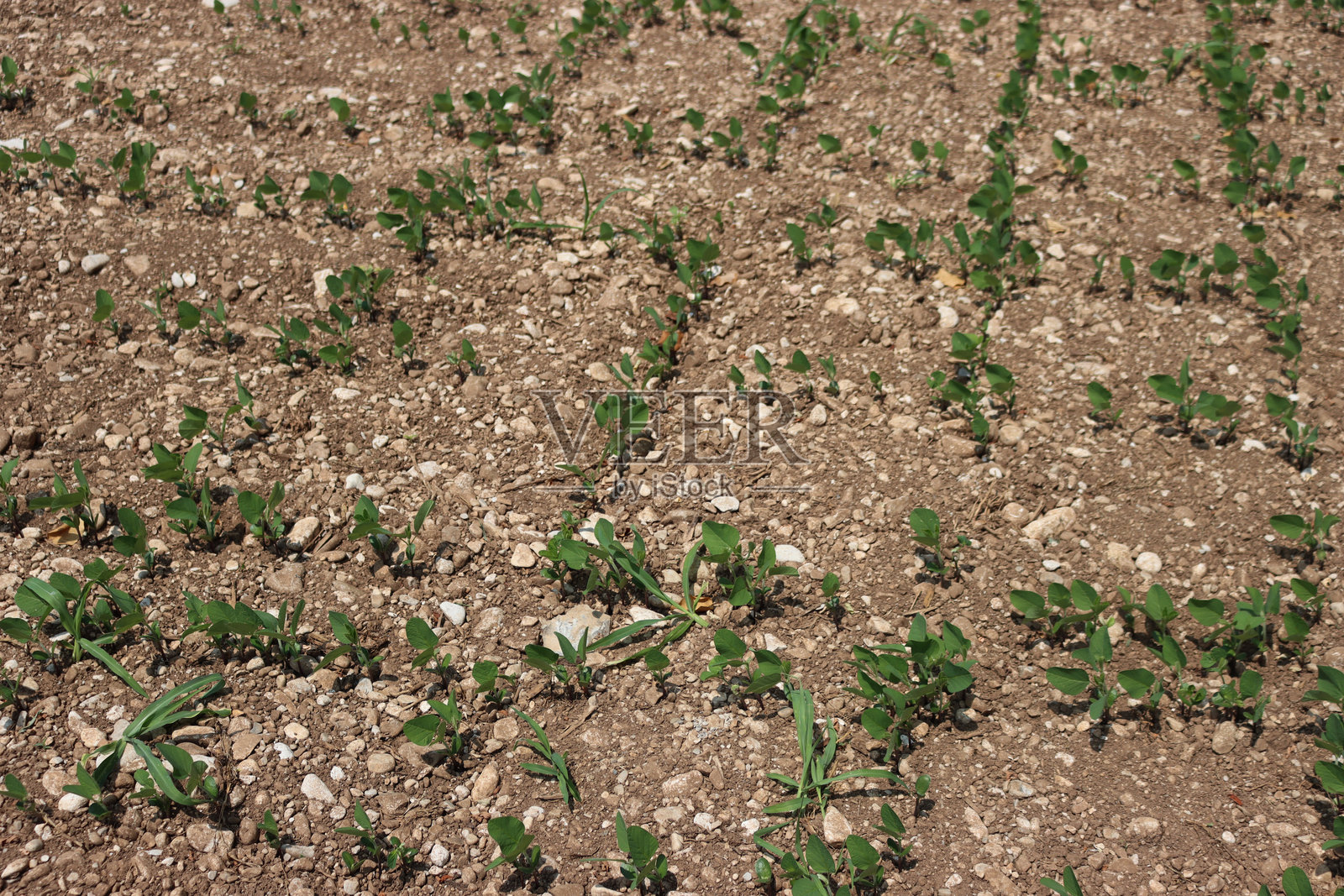 田野中一排排绿色大豆植物正在生长照片摄影图片