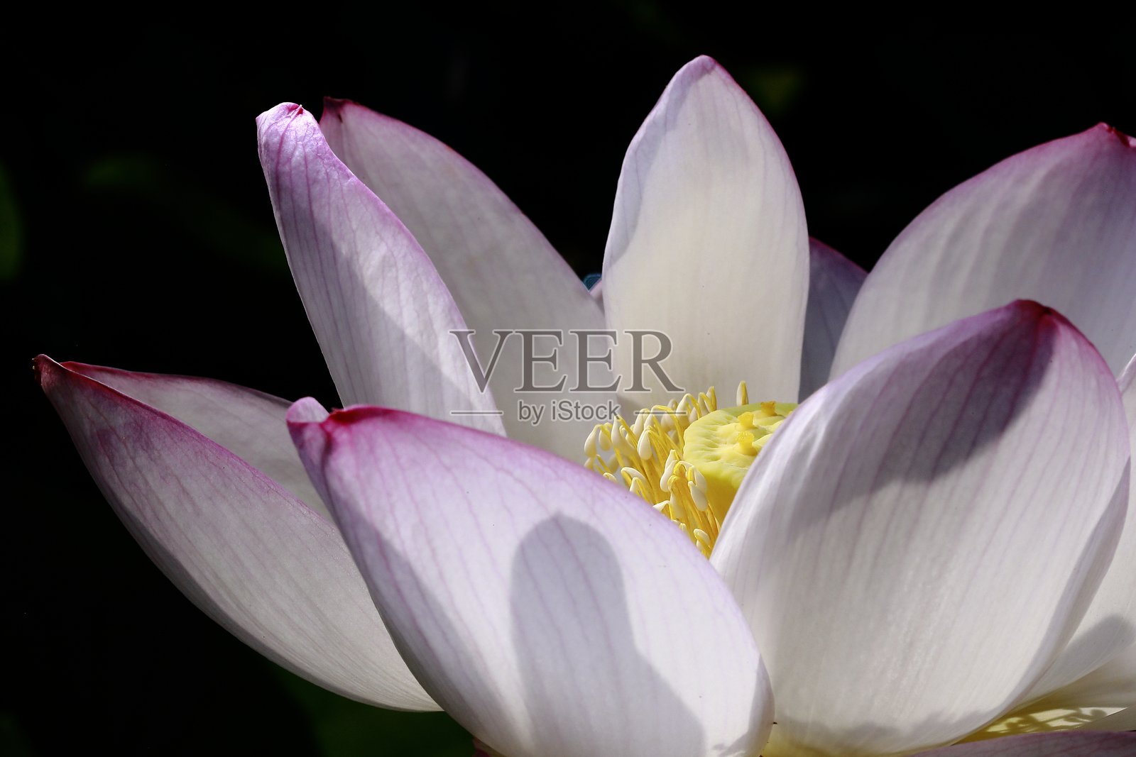 莲花照片摄影图片