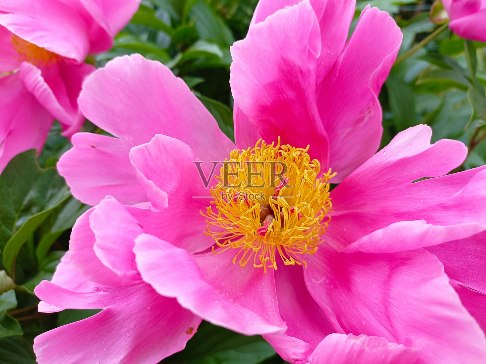 牡丹照片摄影图片