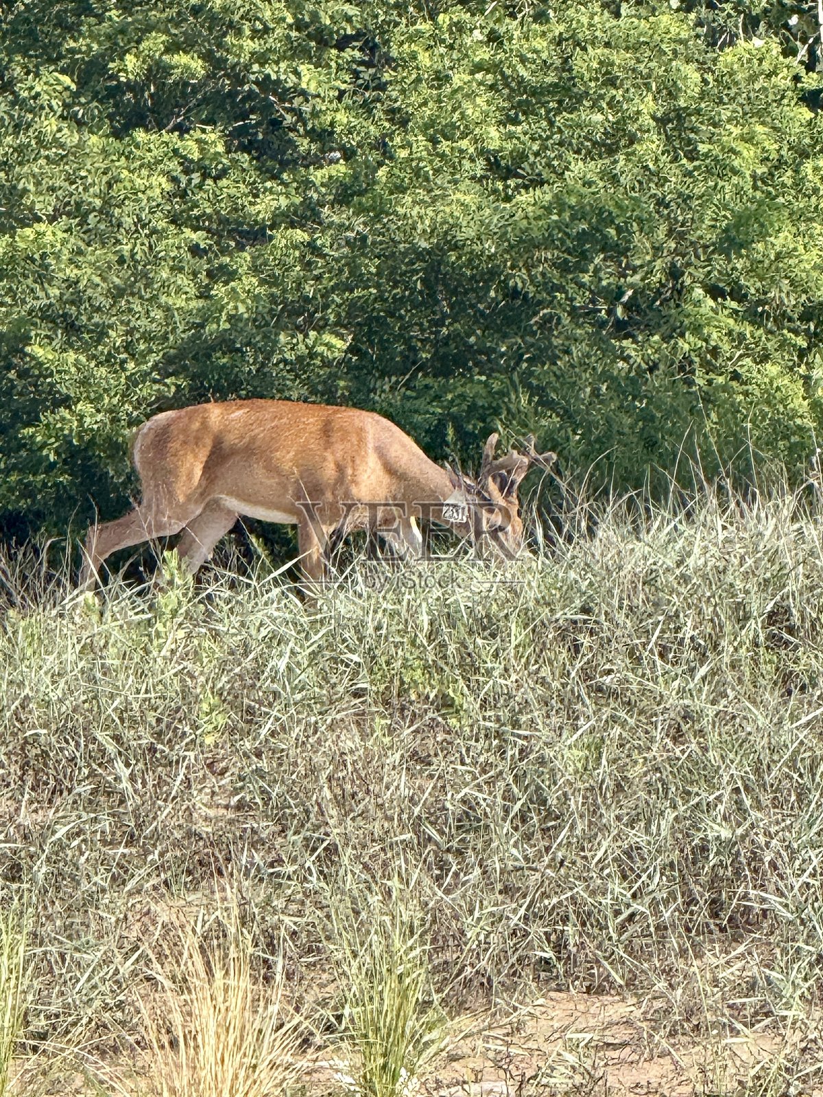 “海边的意外访客”照片摄影图片