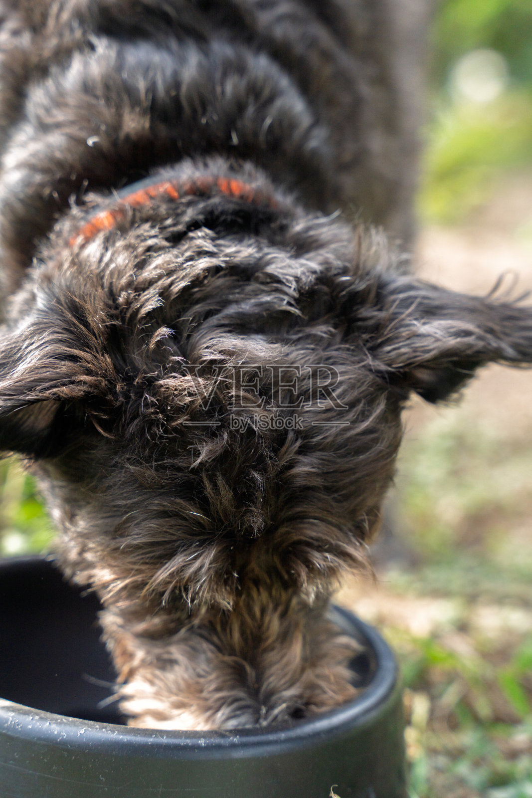 混血犬在公园户外享受美餐照片摄影图片