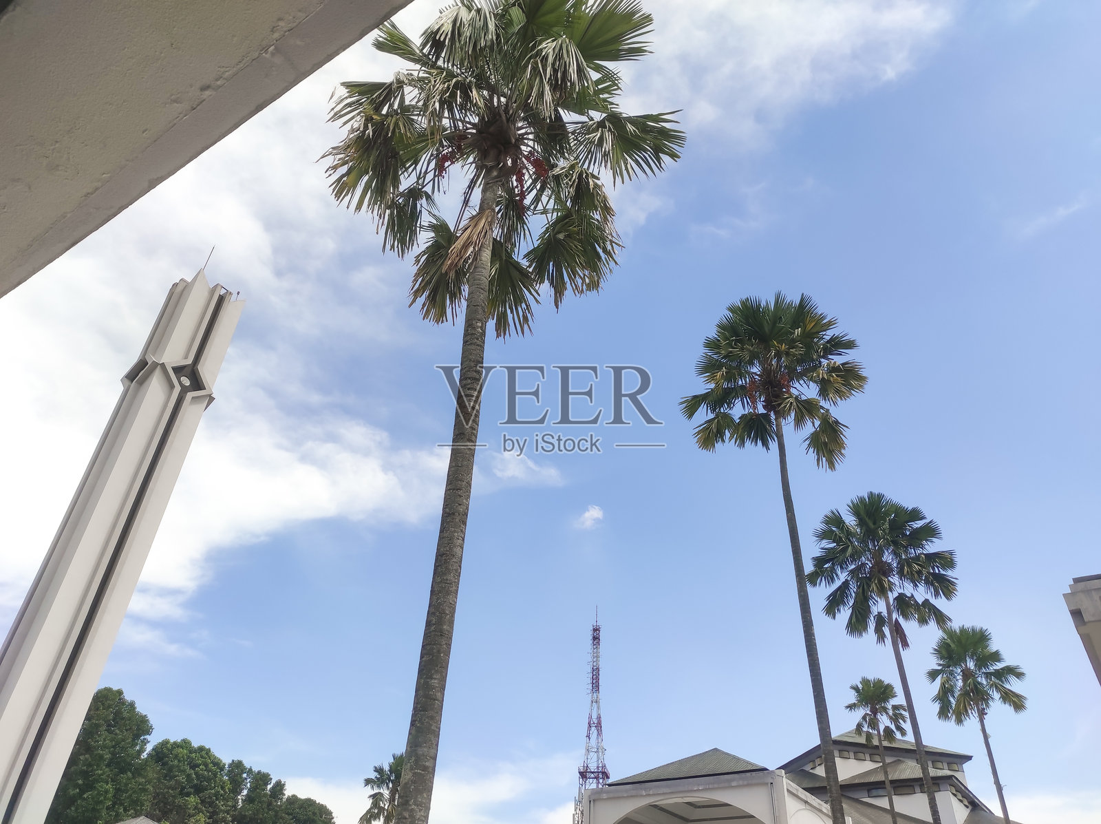 高耸的棕榈树环绕着清真寺。照片摄影图片