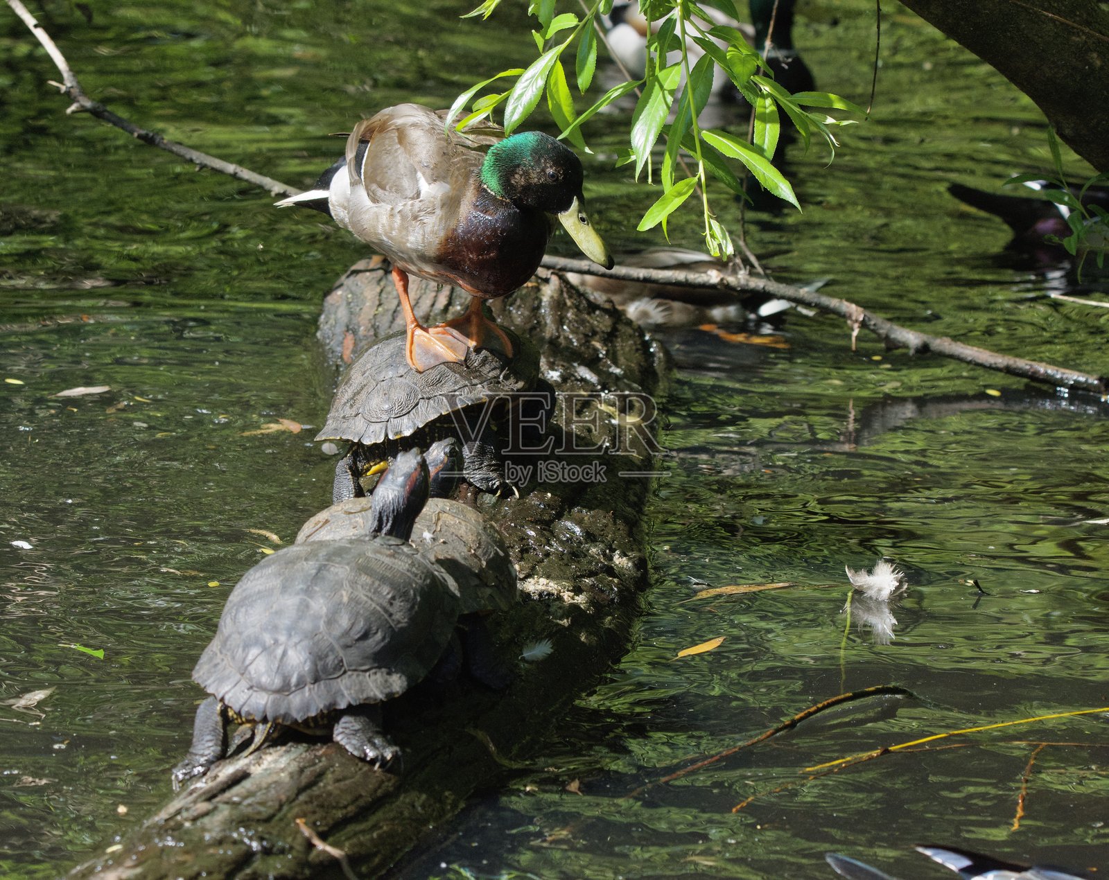 年轻的雄性野鸭站在池塘中的红耳龟上，栖息在木头上。照片摄影图片