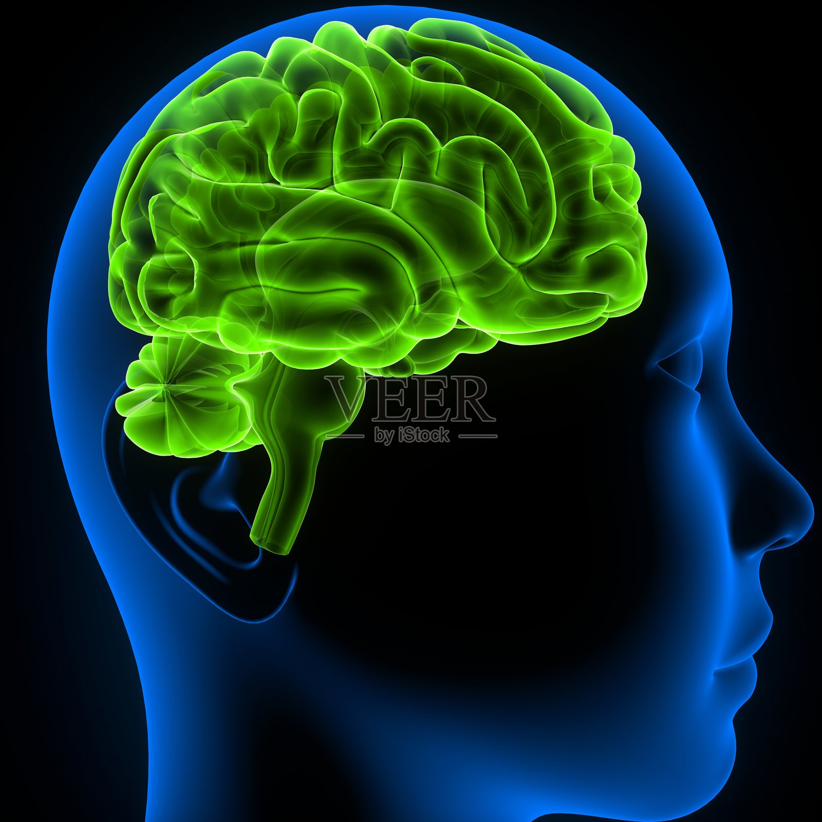 人脑。3D插图照片摄影图片