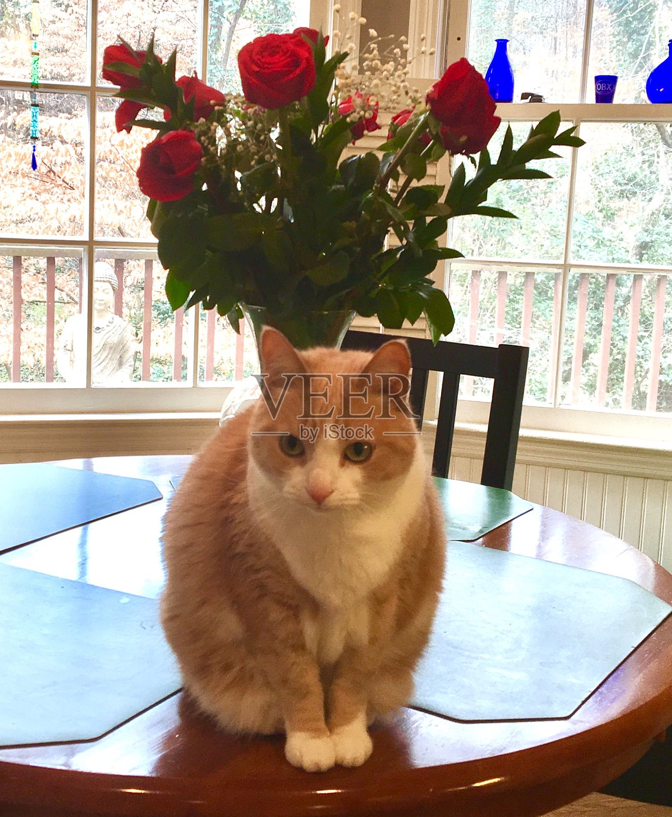 桌子上玫瑰花前的猫照片摄影图片