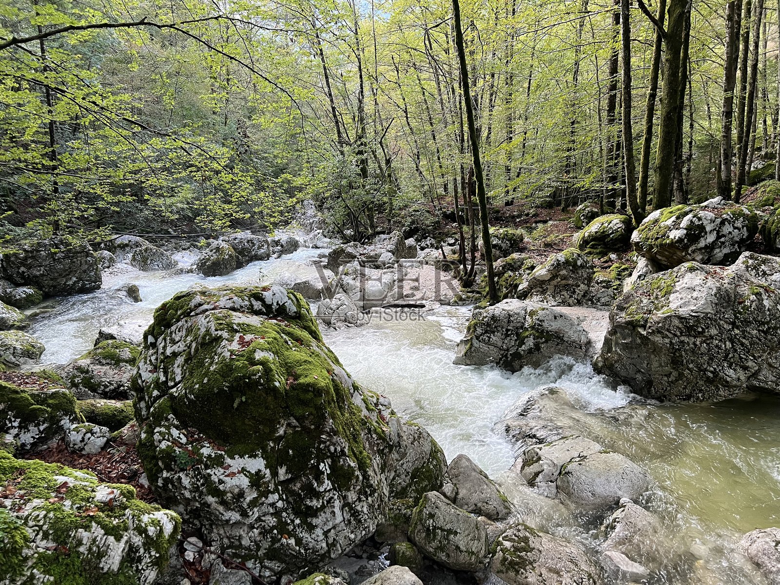 Šunik水林区的Lepenjica溪流或Lepenca溪流在Lepena的阿尔卑斯山谷（斯洛文尼亚博韦茨）照片摄影图片