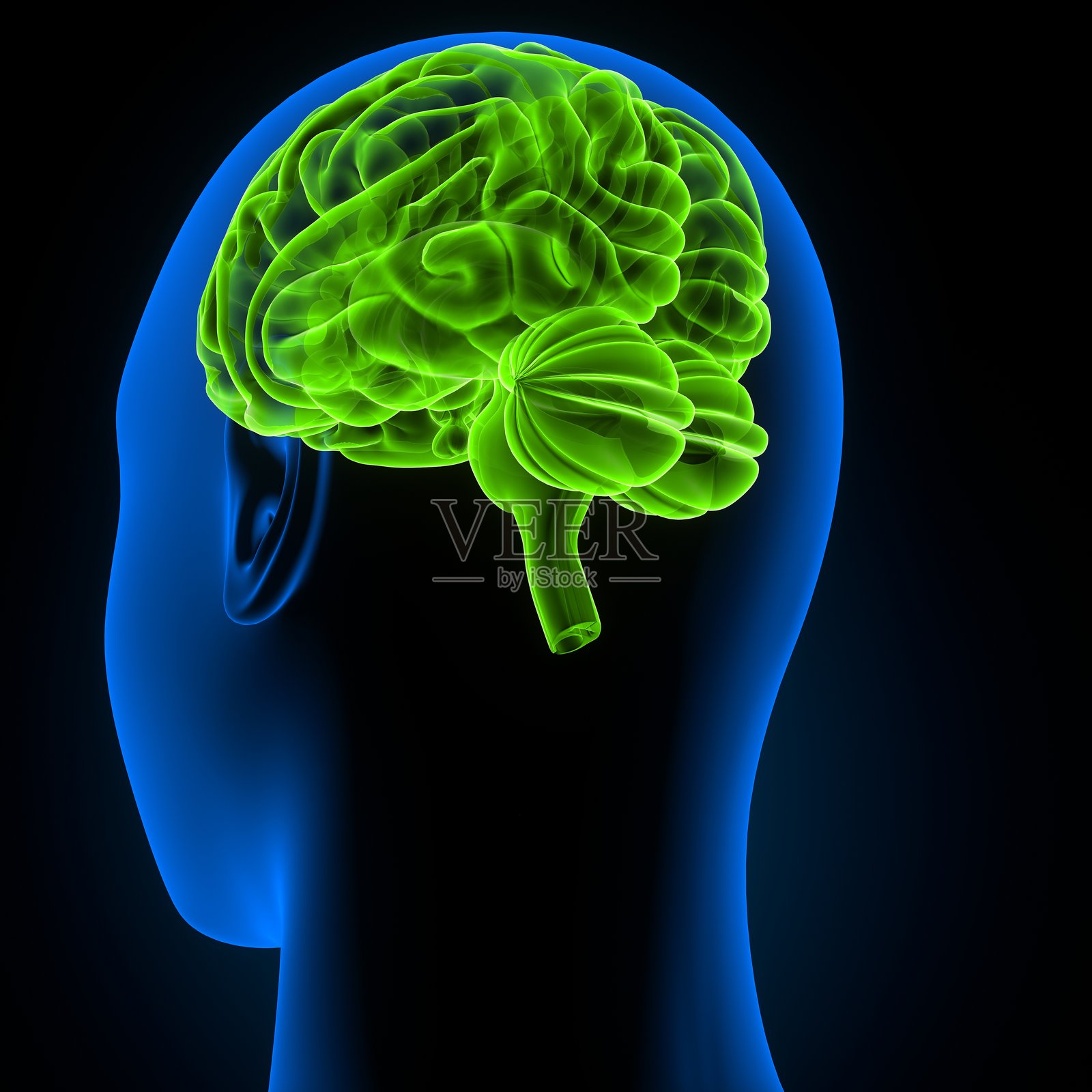 人脑。3D插图照片摄影图片