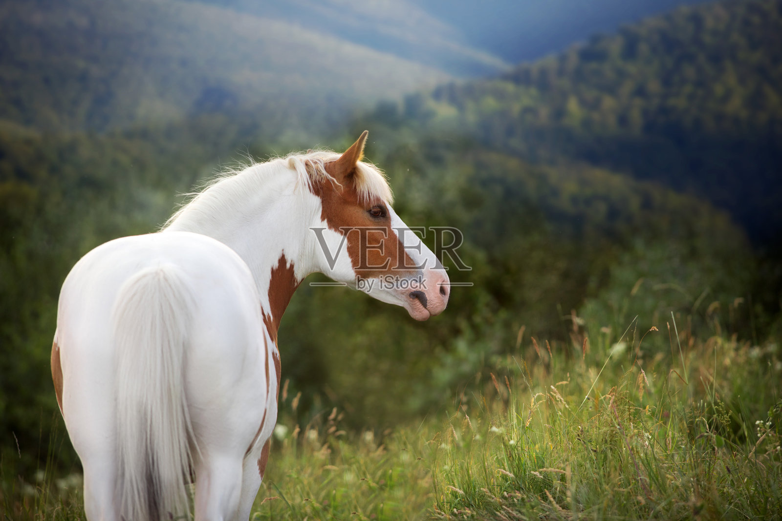 山中的花斑红马照片摄影图片