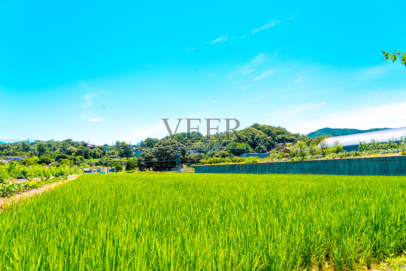 稻米。韩国田野中大片稻苗生长。照片摄影图片