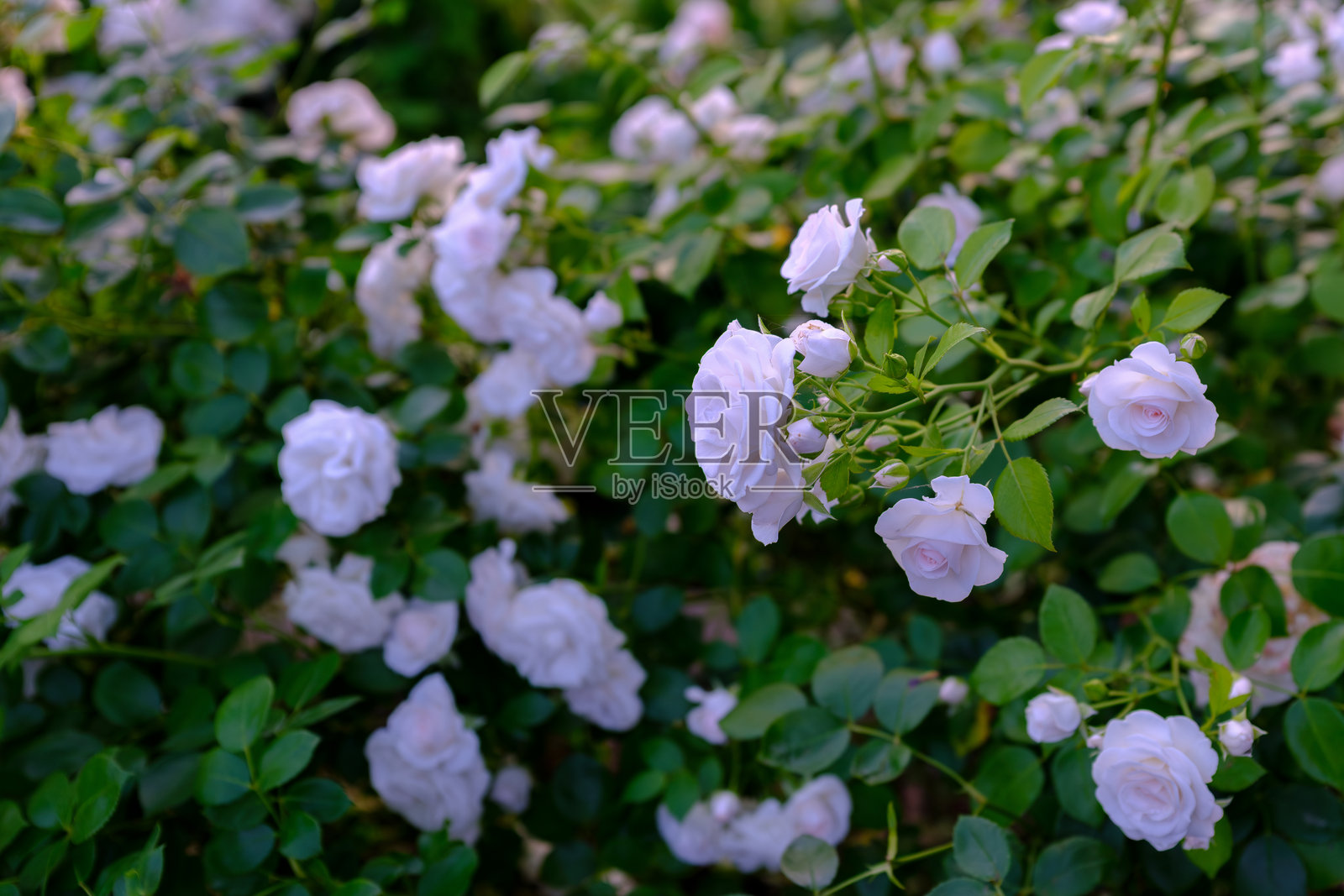 公园里的玫瑰花照片摄影图片