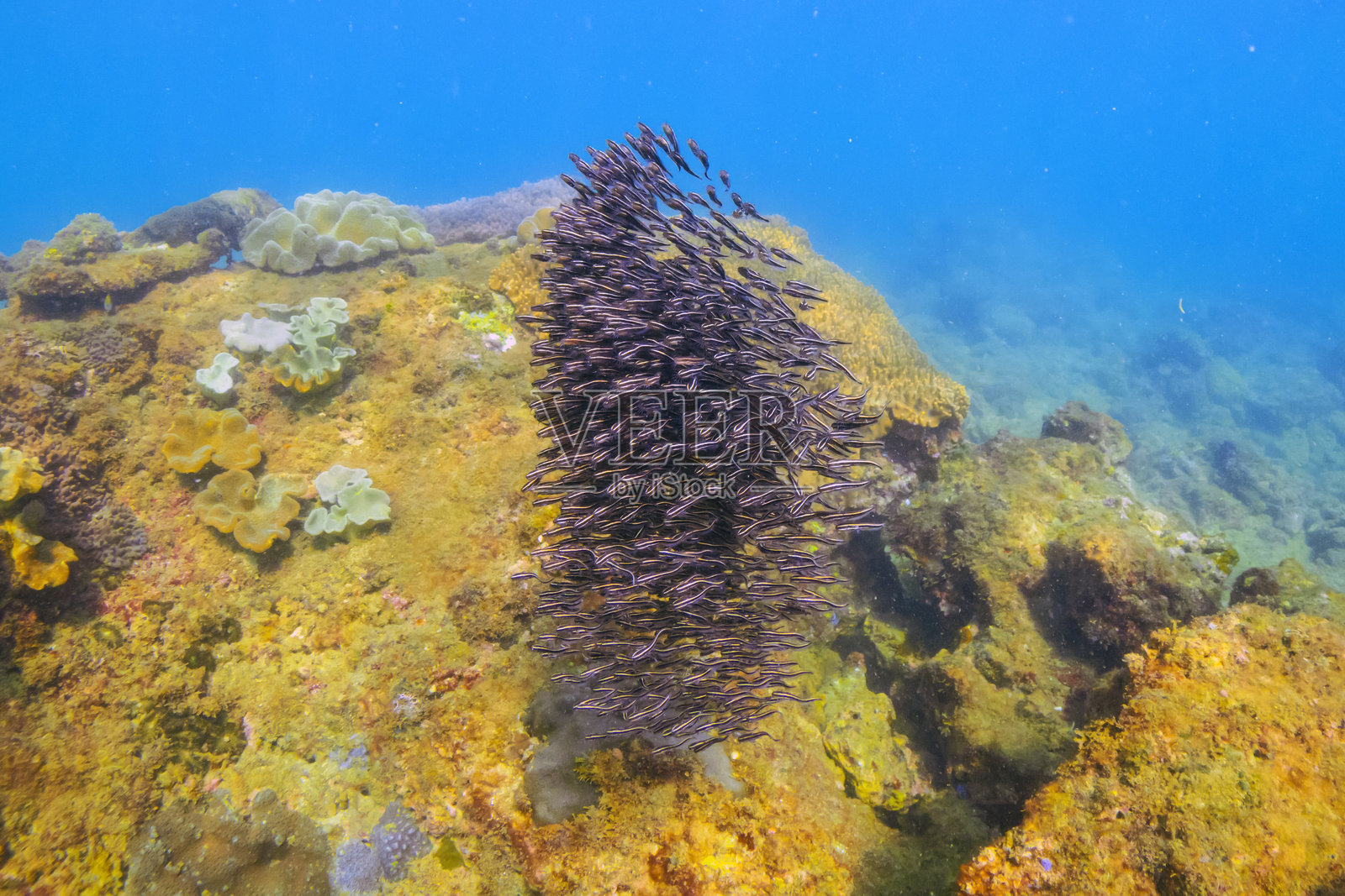 猫鱼群在水下柔软的珊瑚礁中觅食照片摄影图片