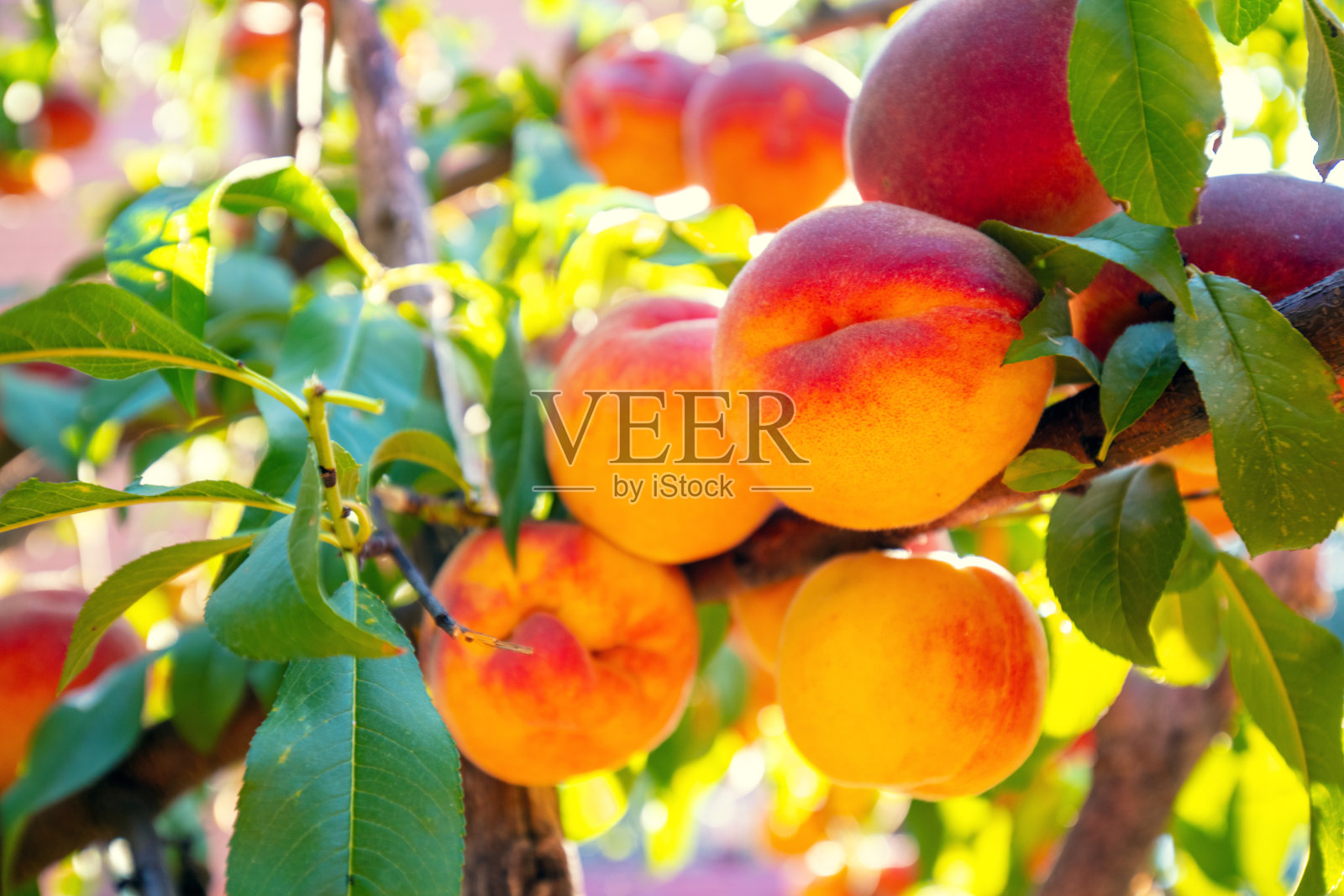 花园里树枝上的桃子。自然背景。成熟桃子的丰收。照片摄影图片