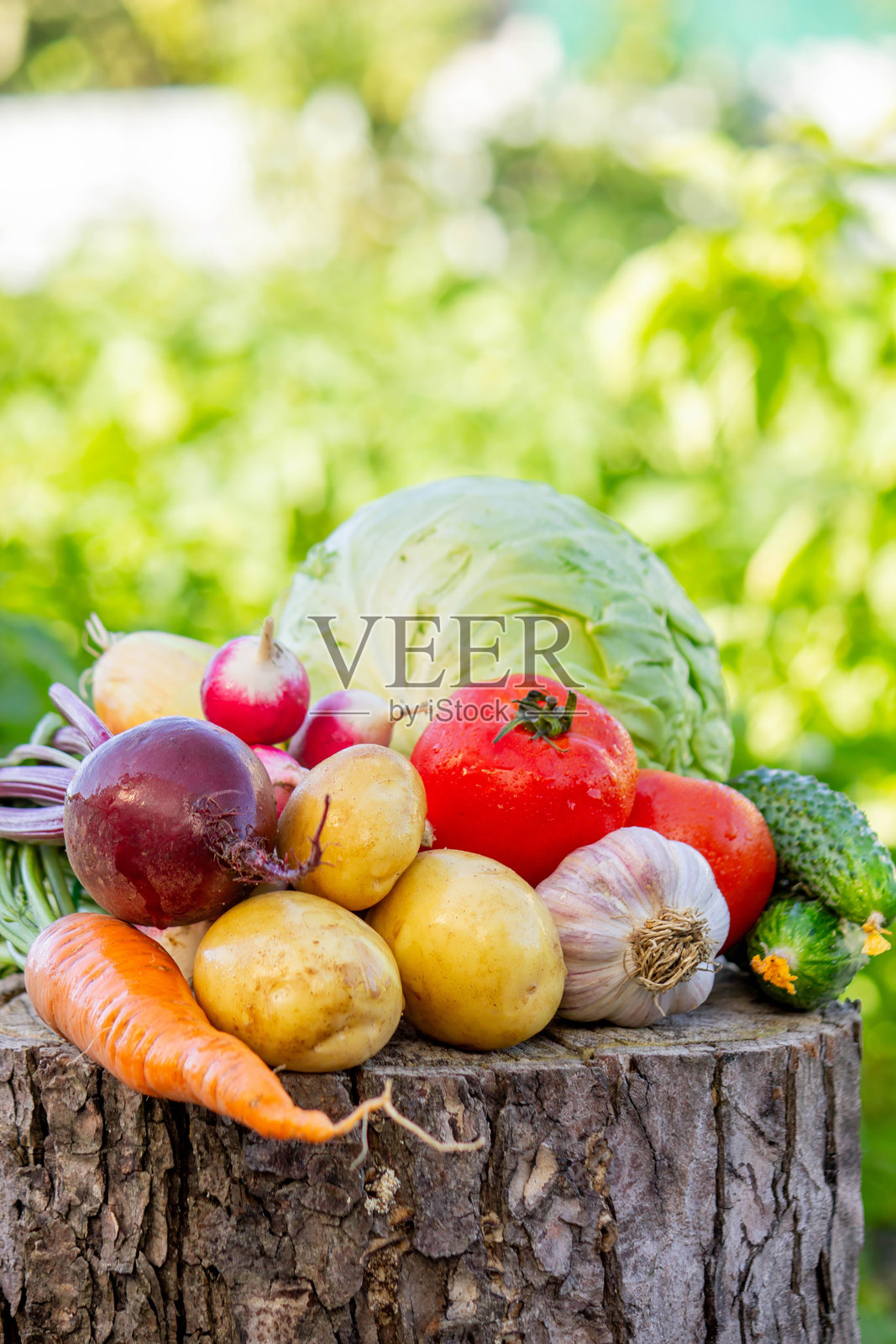 新鲜有机蔬菜从花园中采摘而来照片摄影图片