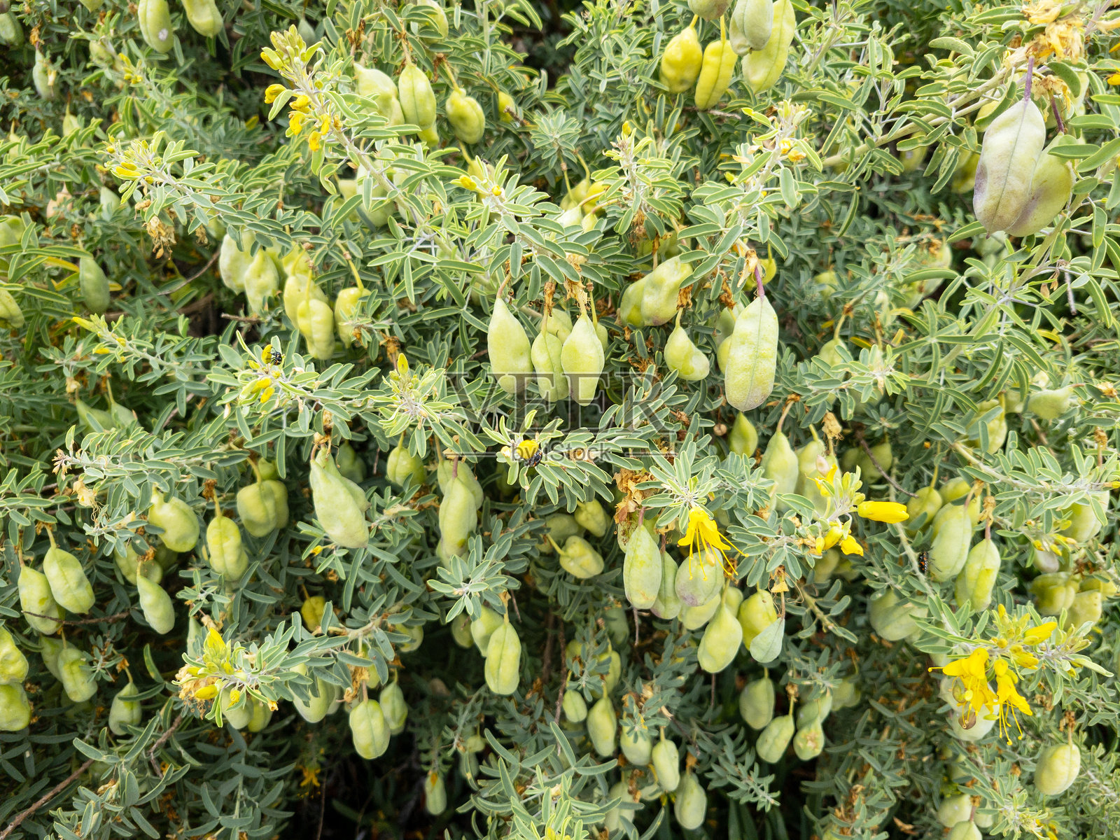 密集叶片特写，带有膨胀豆植物的绿色种荚照片摄影图片