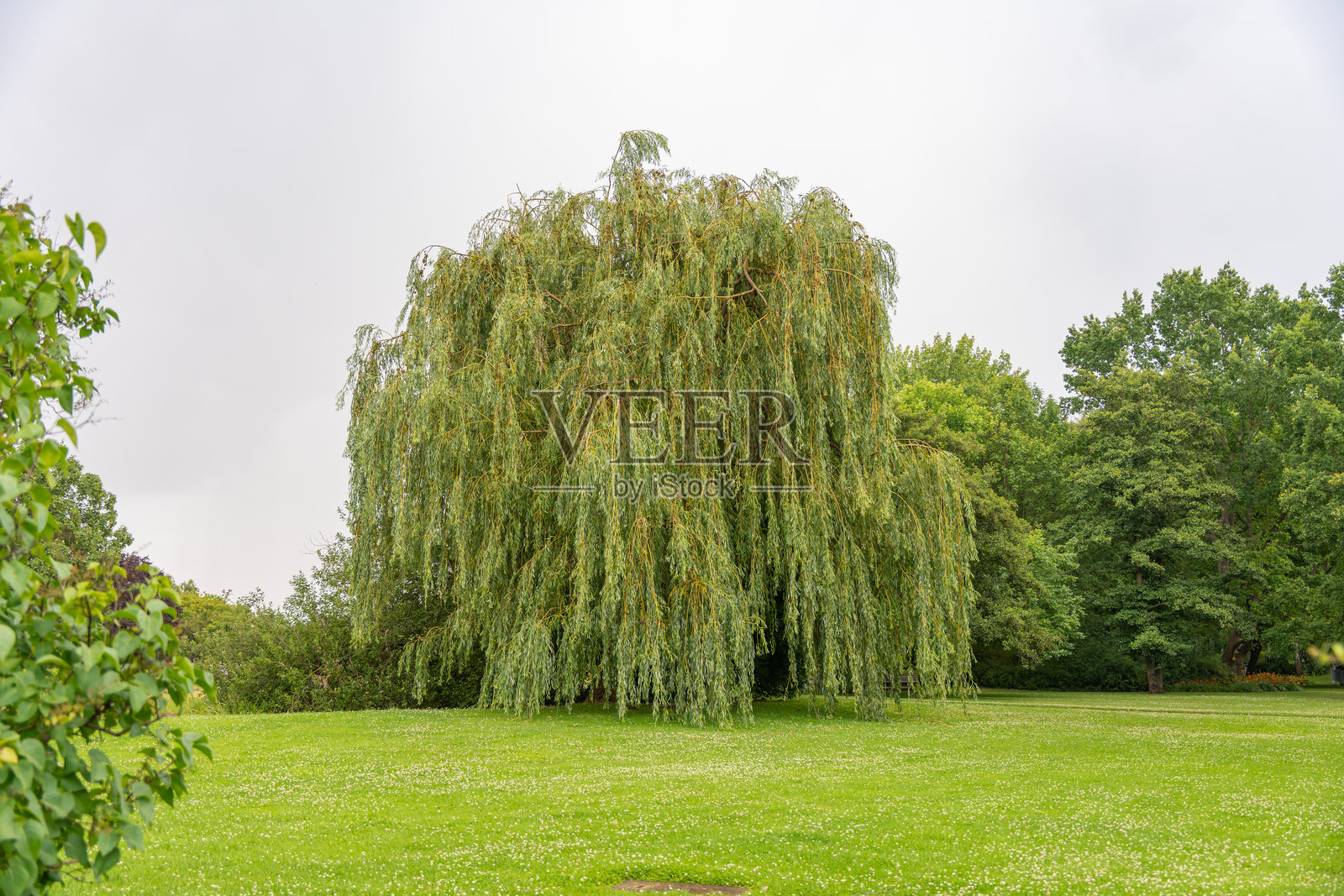从侧面全景展示的柳树。照片摄影图片