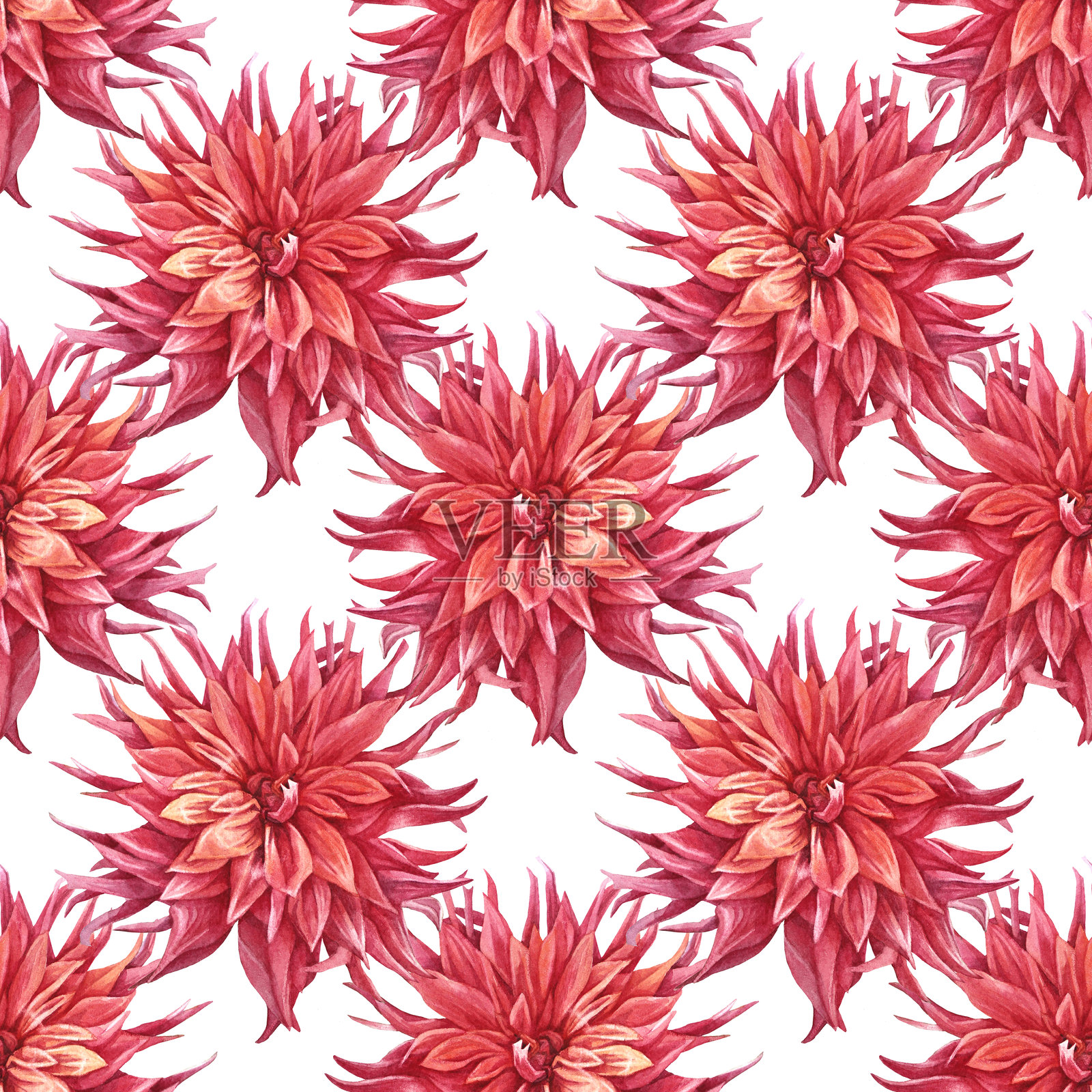 水彩无缝图案，红色火焰大丽花，孤立在白色背景上。手绘花卉植物及叶子。适合花艺师或婚礼庆祝卡片的夏季艺术。壁纸和包装。插画图片素材