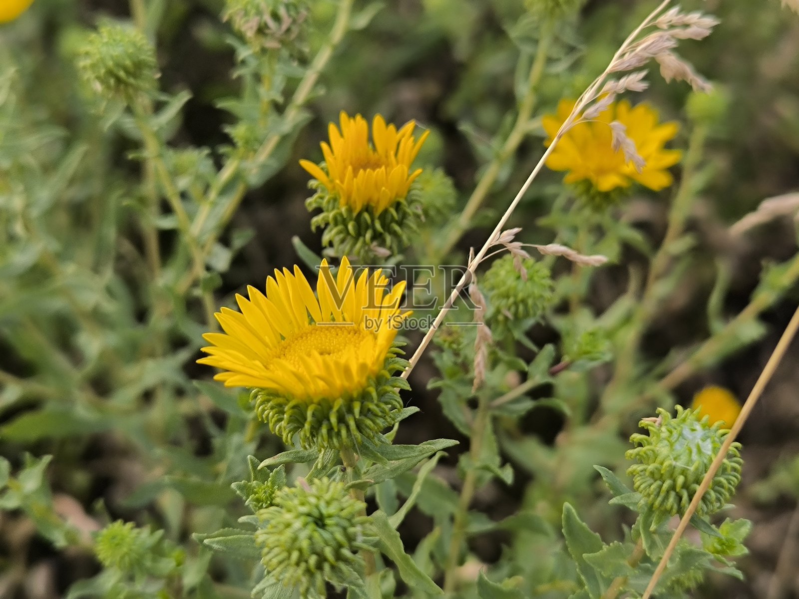 明亮的黄色野花在自然草地上盛开照片摄影图片