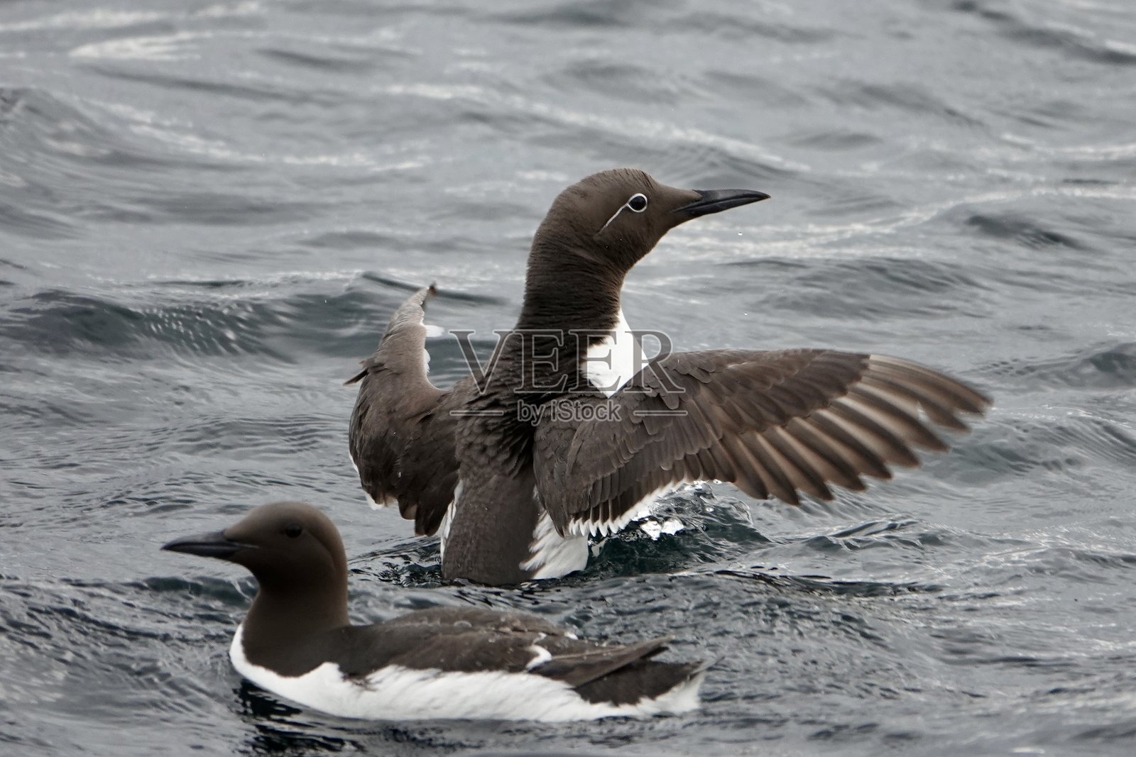 法恩群岛的缰绳海雀照片摄影图片