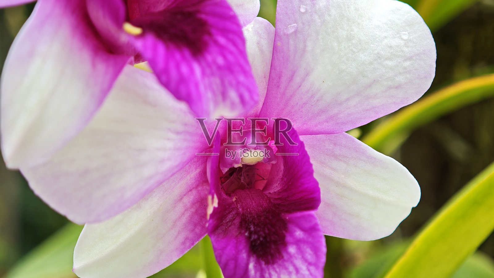 紫色卡特莉亚兰在花园中照片摄影图片