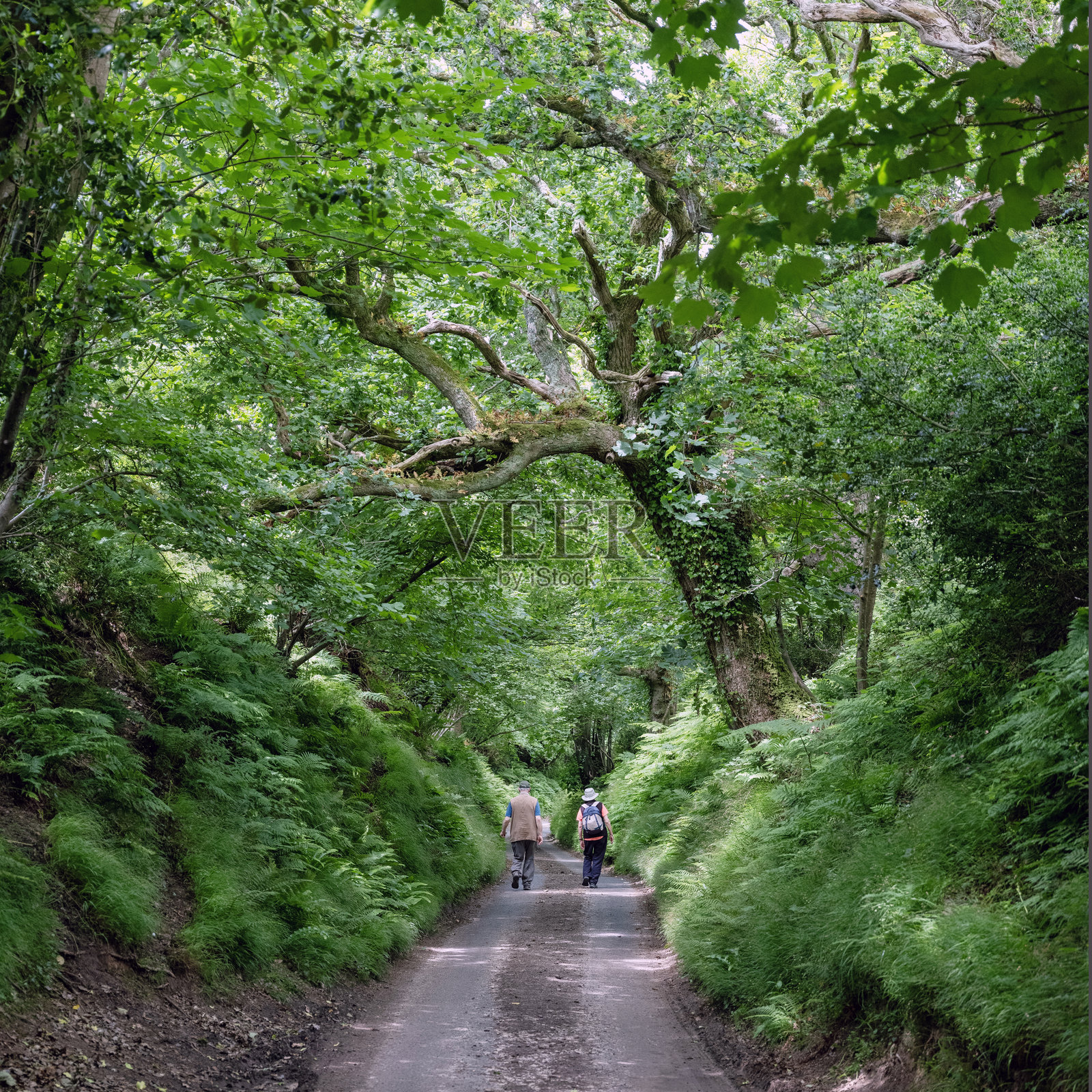 一对老年夫妇在英格兰乡村的空心小路上漫步，周围是郁郁葱葱的植被。照片摄影图片