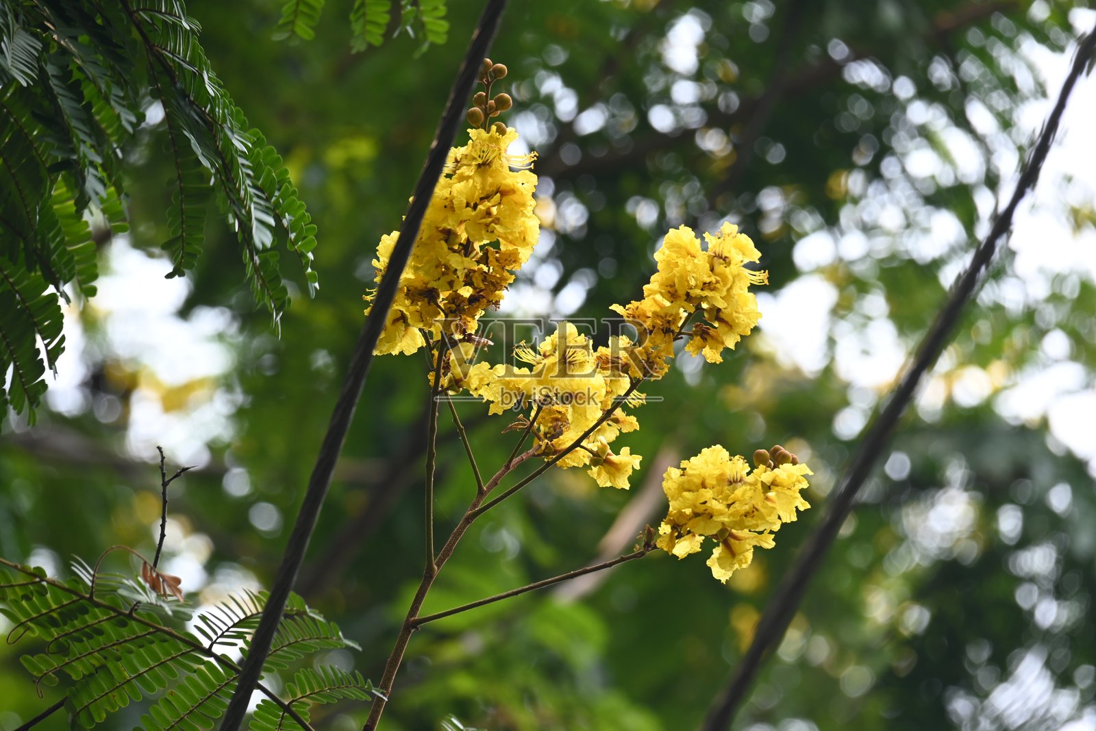 黄花槐花。照片摄影图片