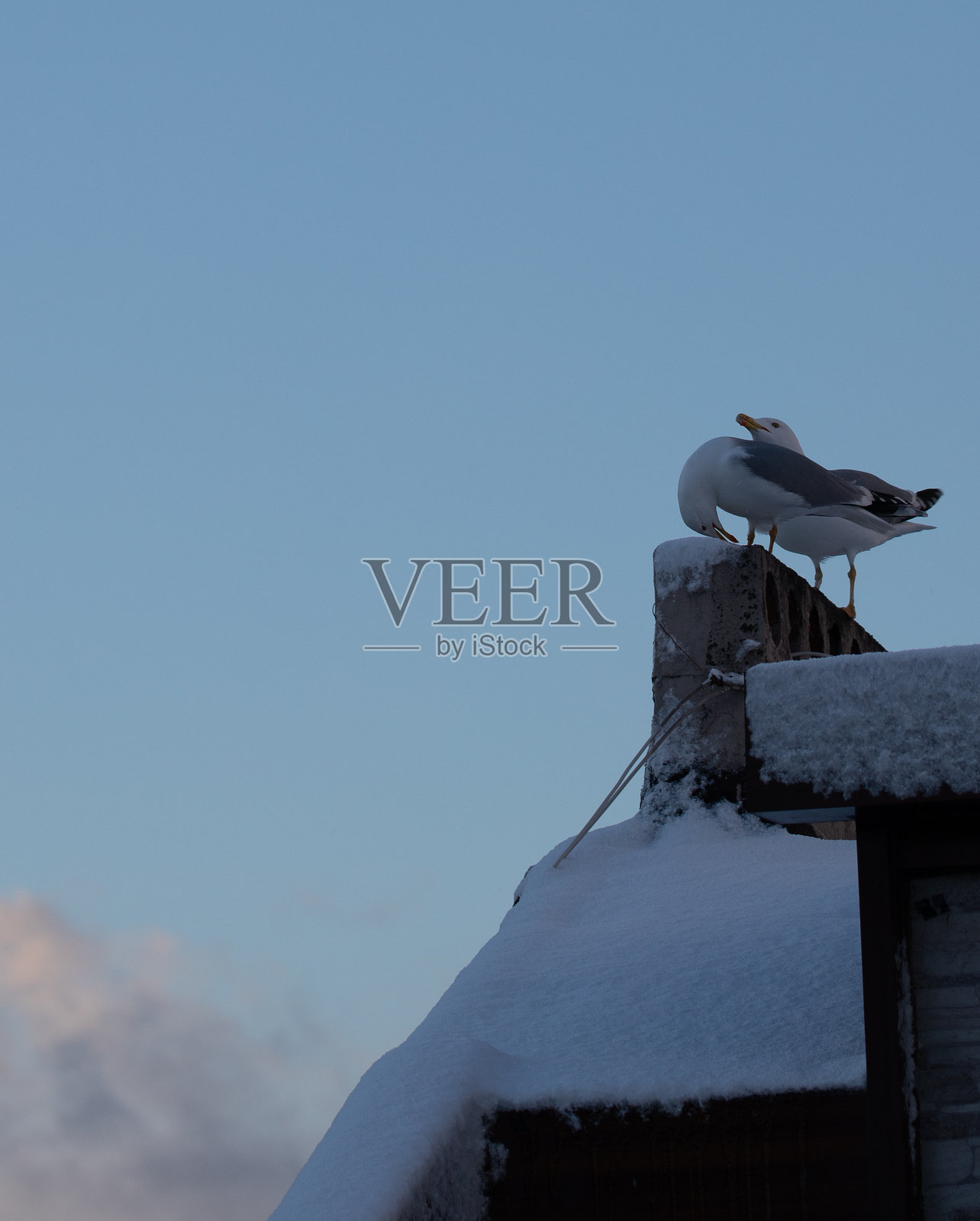 欧洲海鸥（Larus argentatus）在烟囱上准备发声照片摄影图片