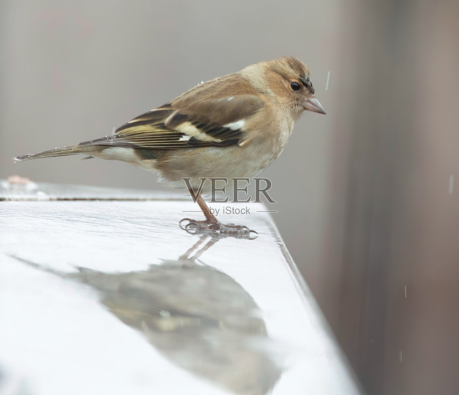 家麻雀（Passer domesticus）在雨中湿润的表面上反射出自己的倒影照片摄影图片
