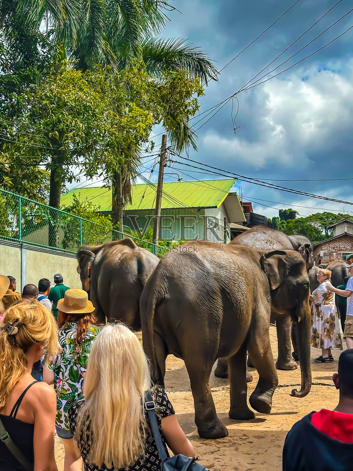 洗澡后的亚洲象(大象)在河边,人们围绕着它们,斯里兰卡皮纳瓦拉大象孤儿院照片摄影图片