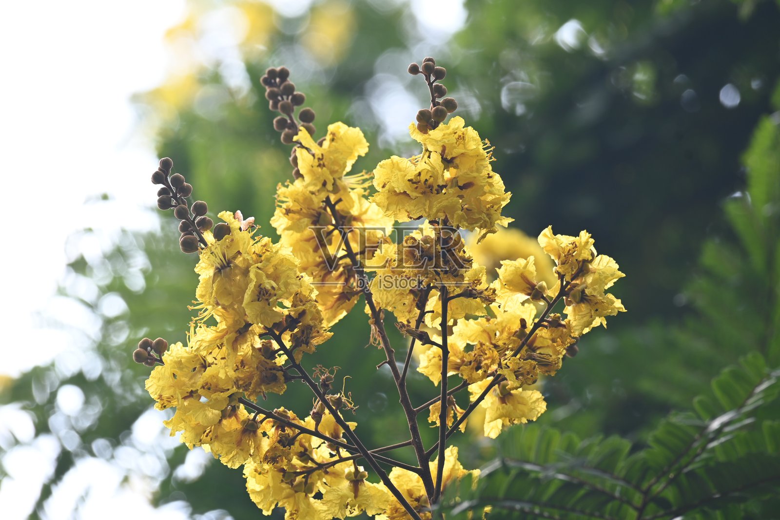 黄花槐花。照片摄影图片