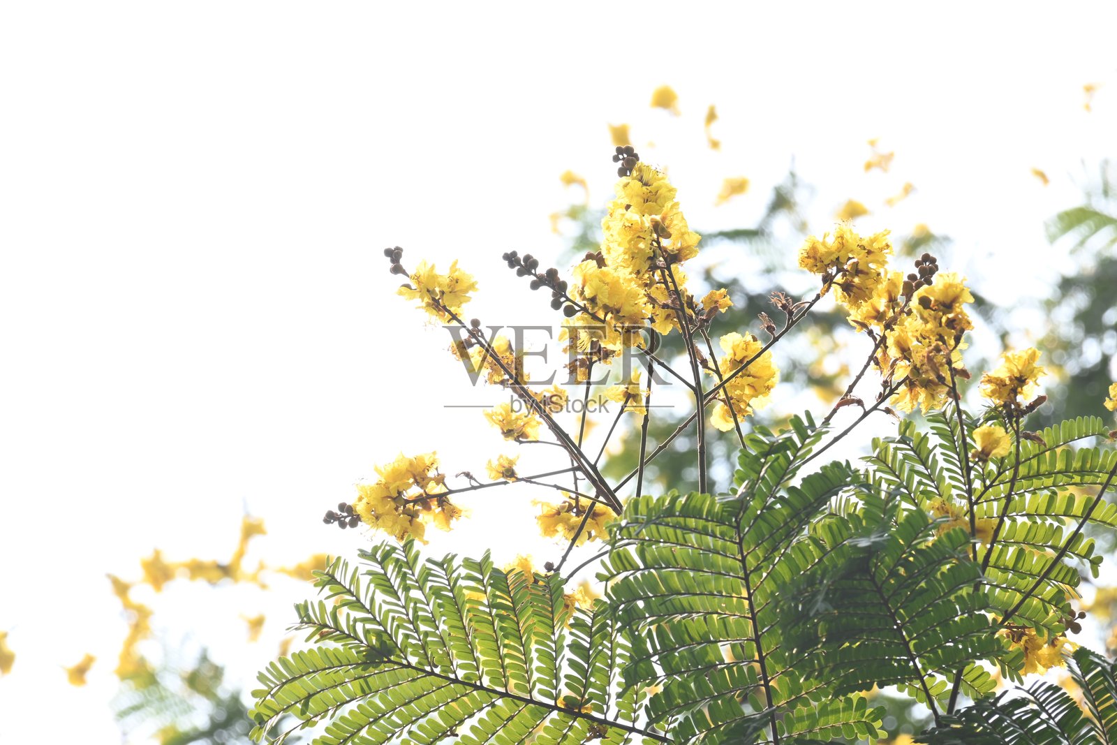 黄花槐花。照片摄影图片