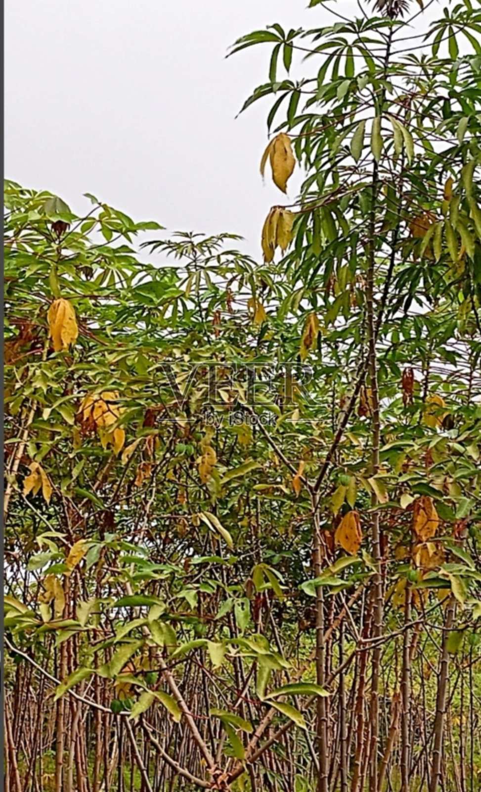 玉米植物照片摄影图片