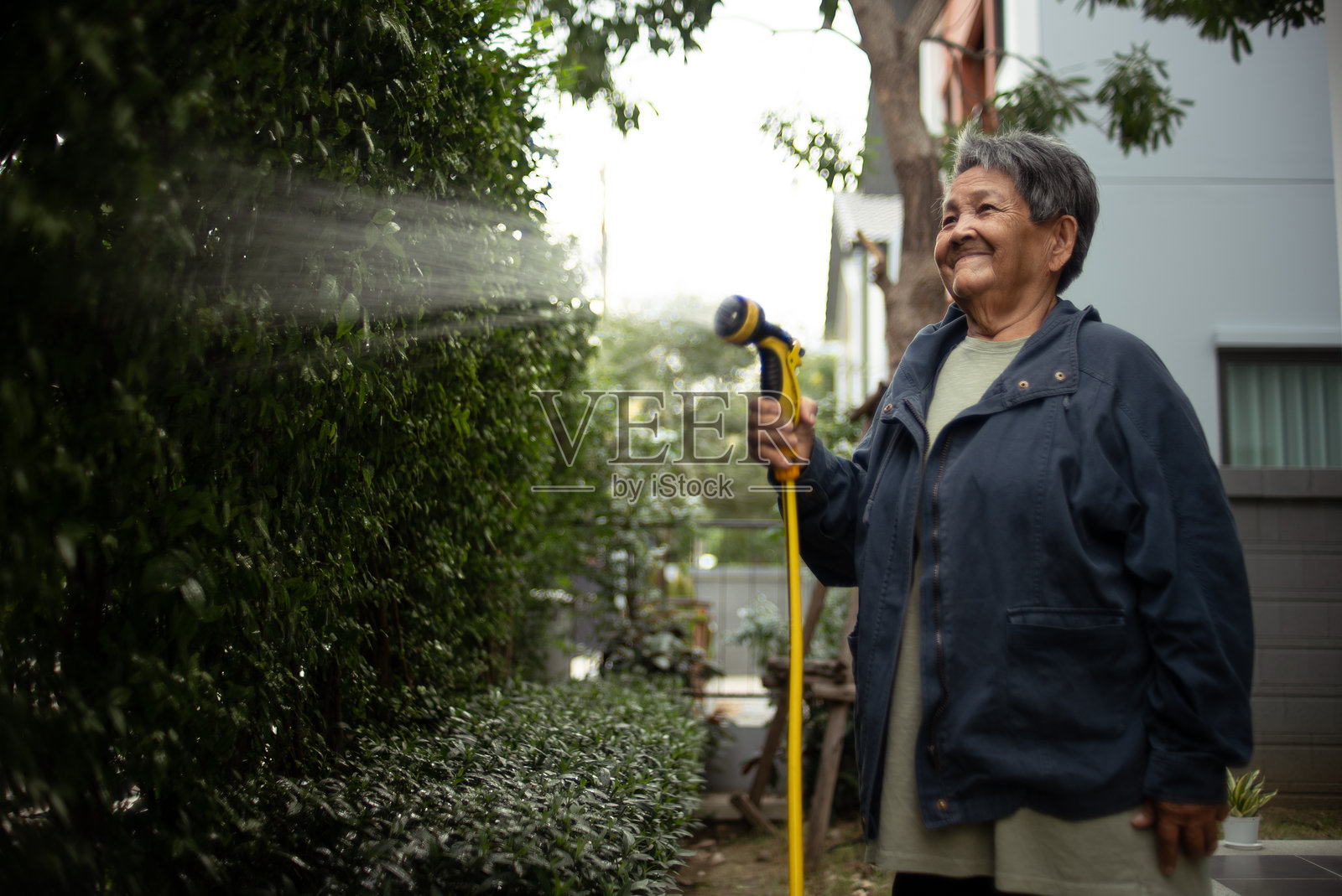 老年女性在浇水植物。照片摄影图片