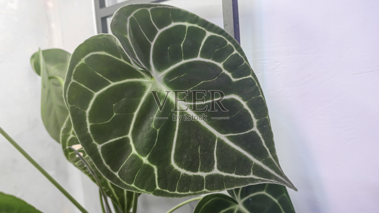 室内装饰植物。叶子的特写视图。房间室内装饰。照片摄影图片