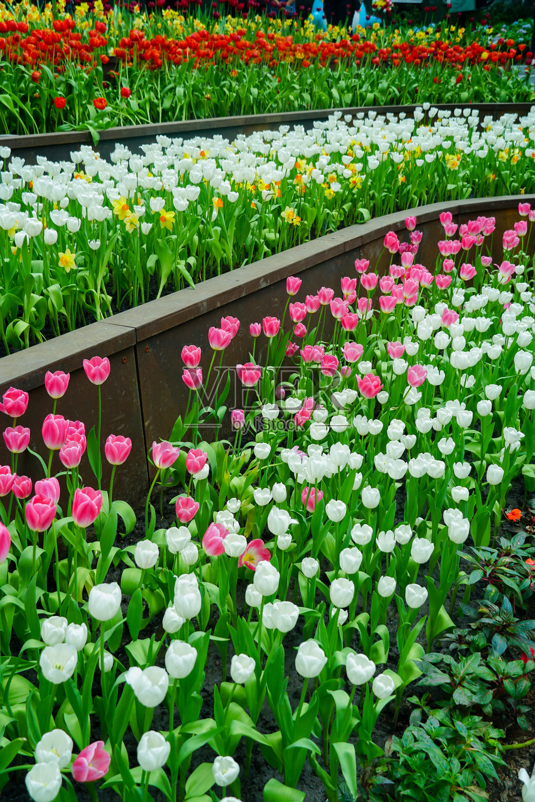 春天的疯狂。阳光明媚的公园里，五彩缤纷的郁金香花盛开。生机勃勃的多彩郁金香花田展示出迷人的春季风景。照片摄影图片