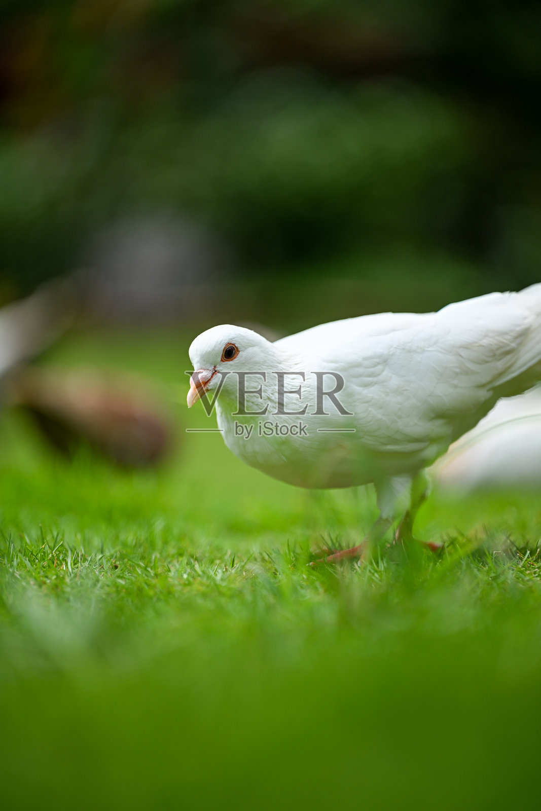 一只白鸽站在绿草上照片摄影图片