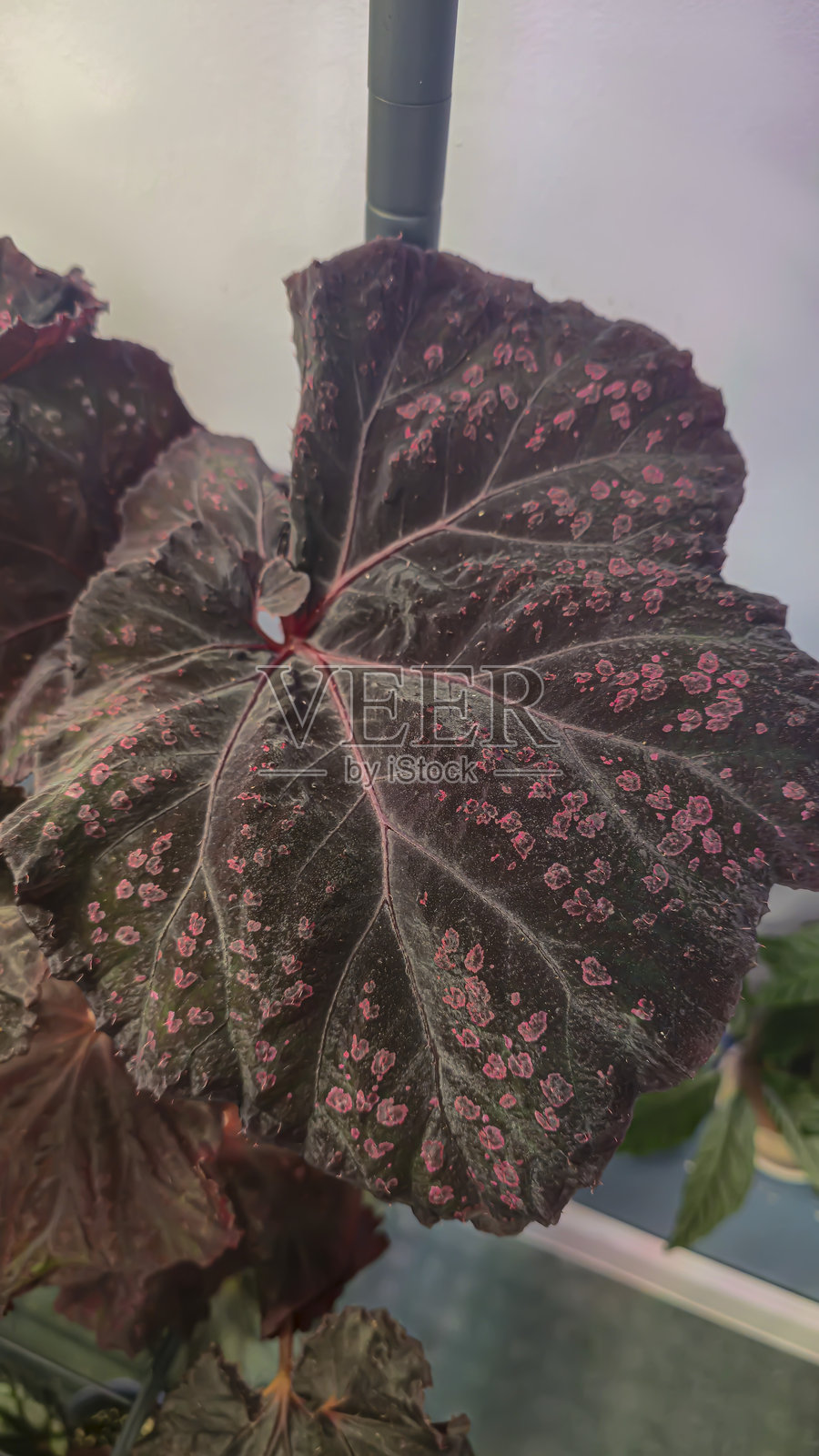 室内装饰植物 - 蓝叶秋海棠。房间的室内装饰。照片摄影图片