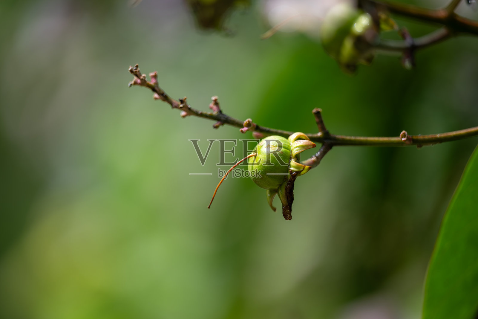 在郁郁葱葱的绿叶中绽放的娇嫩花蕾照片摄影图片
