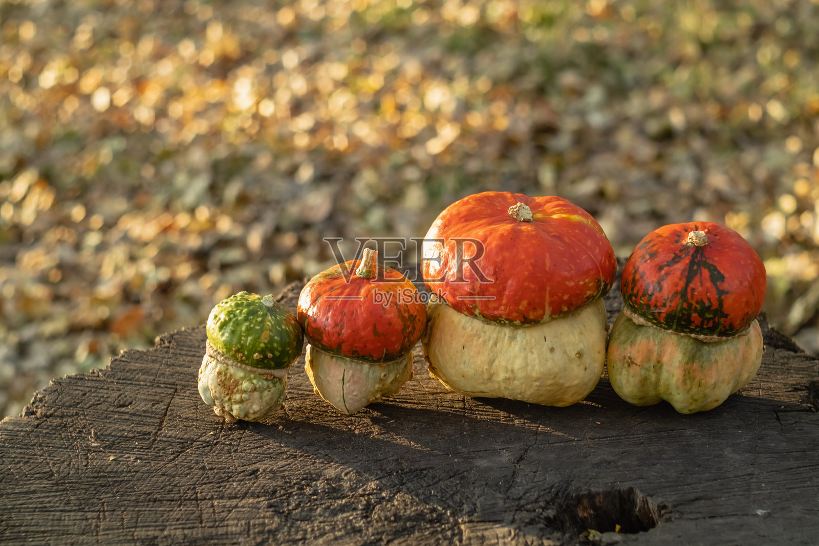 四个不同大小的南瓜像蘑菇一样放在秋季花园的树桩上，背景模糊。为万圣节做准备。照片摄影图片