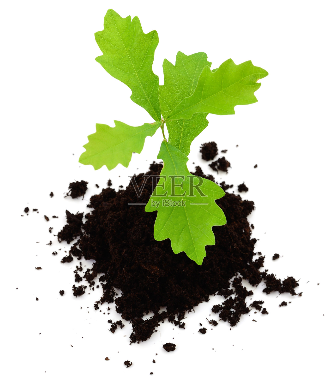 栽种在土壤中的橡树。照片摄影图片