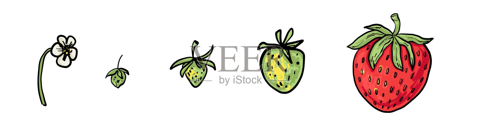 不同生长阶段的草莓叶子组合。手绘风格，纹理细节，白色背景。非常适合用于图案、包装和植物主题。插画图片素材