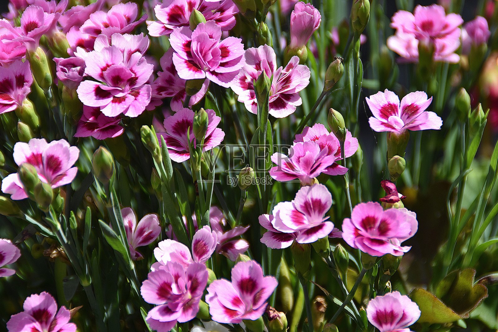 迷人的康乃馨花照片摄影图片