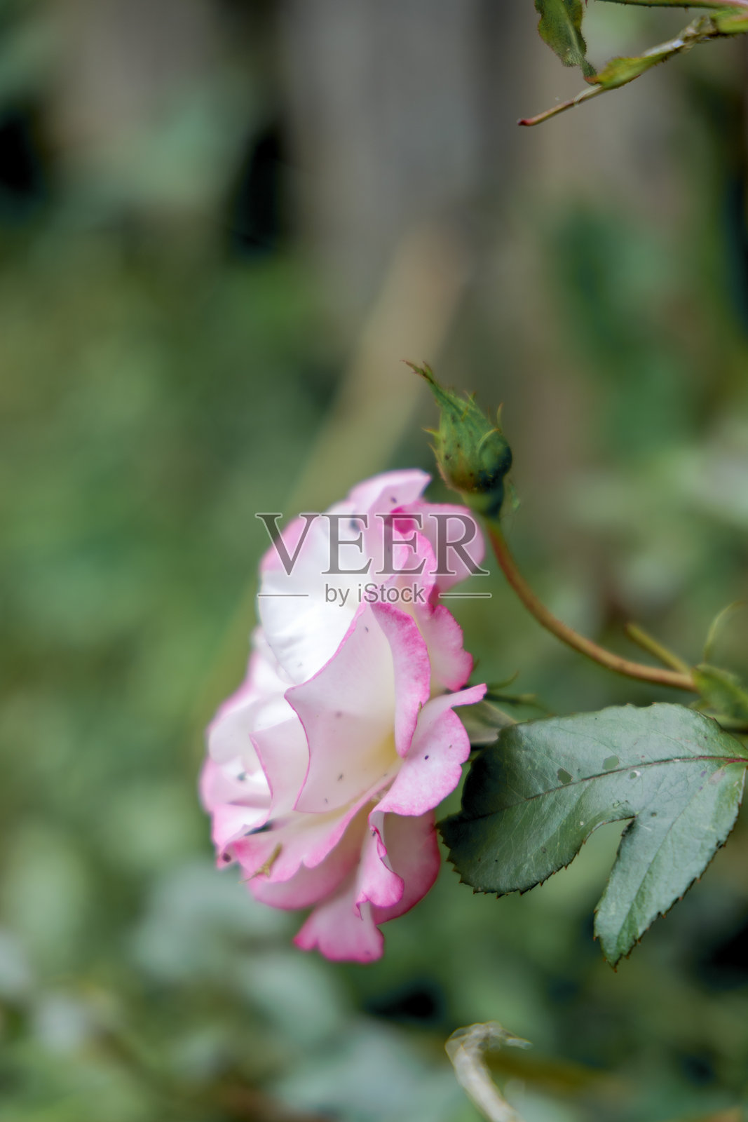 盛开的粉白色玫瑰花照片摄影图片