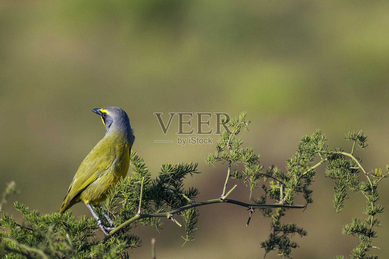 一只生机勃勃的博克马基里鸟（Telophorus zeylonus）优雅地栖息在南非东开普省格克贝哈（开普港）附近的一根甜刺金合欢树枝上。展现了非洲鸟类的迷人一瞥。照片摄影图片