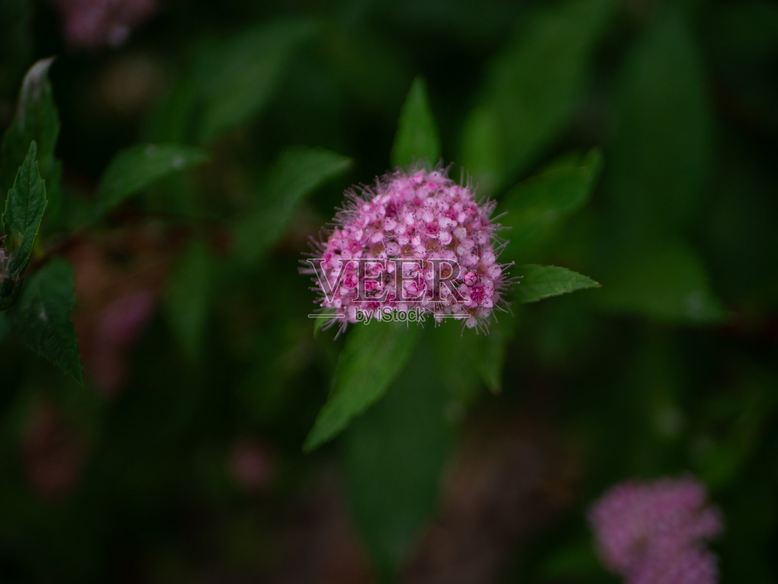 粉色花朵的微距摄影照片摄影图片