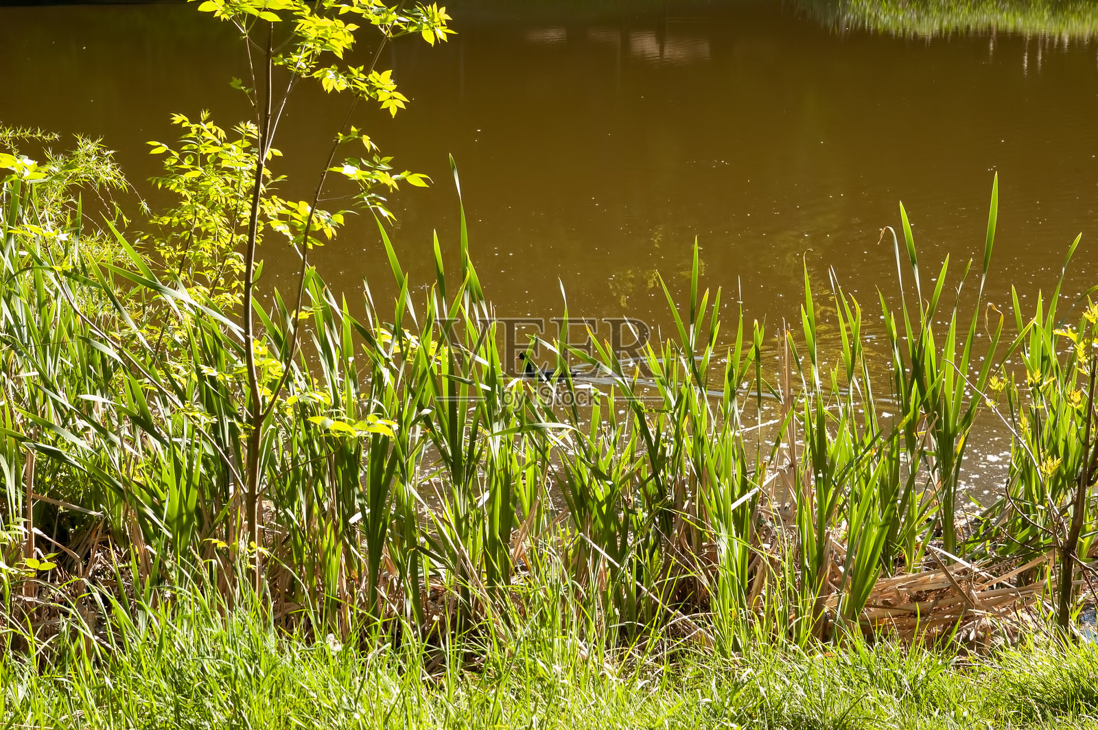 一只深色的鸭子在阳光下的绿色湖水中游泳。附近长着芦苇，构成了宁静的夏日场景。照片摄影图片