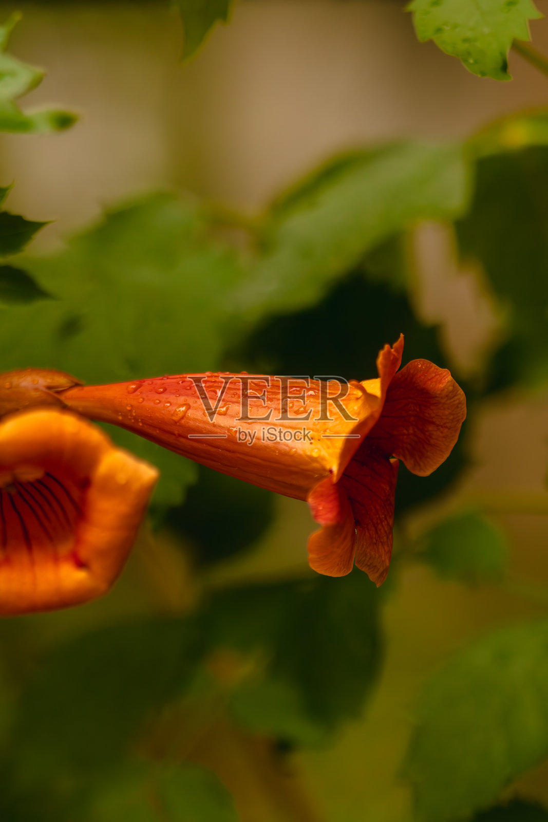 带雨滴的喇叭花与绿叶背景相映衬照片摄影图片