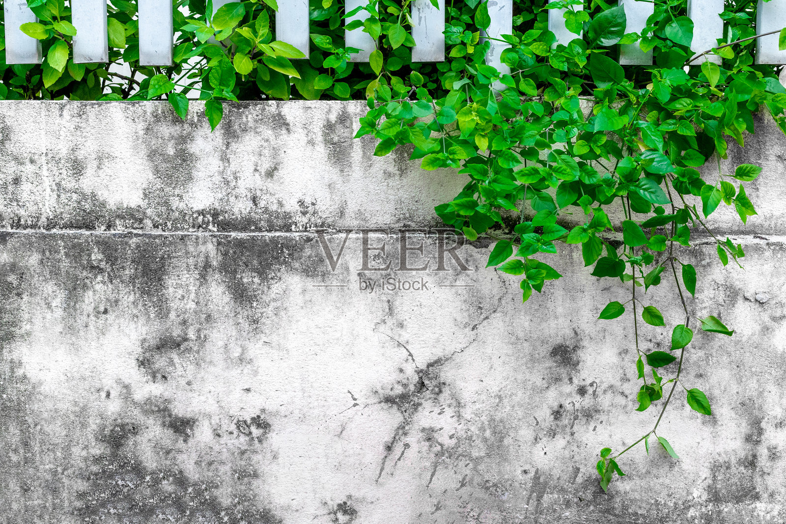 郁郁葱葱的绿植攀爬在城市环境中的白色混凝土墙和围栏上照片摄影图片
