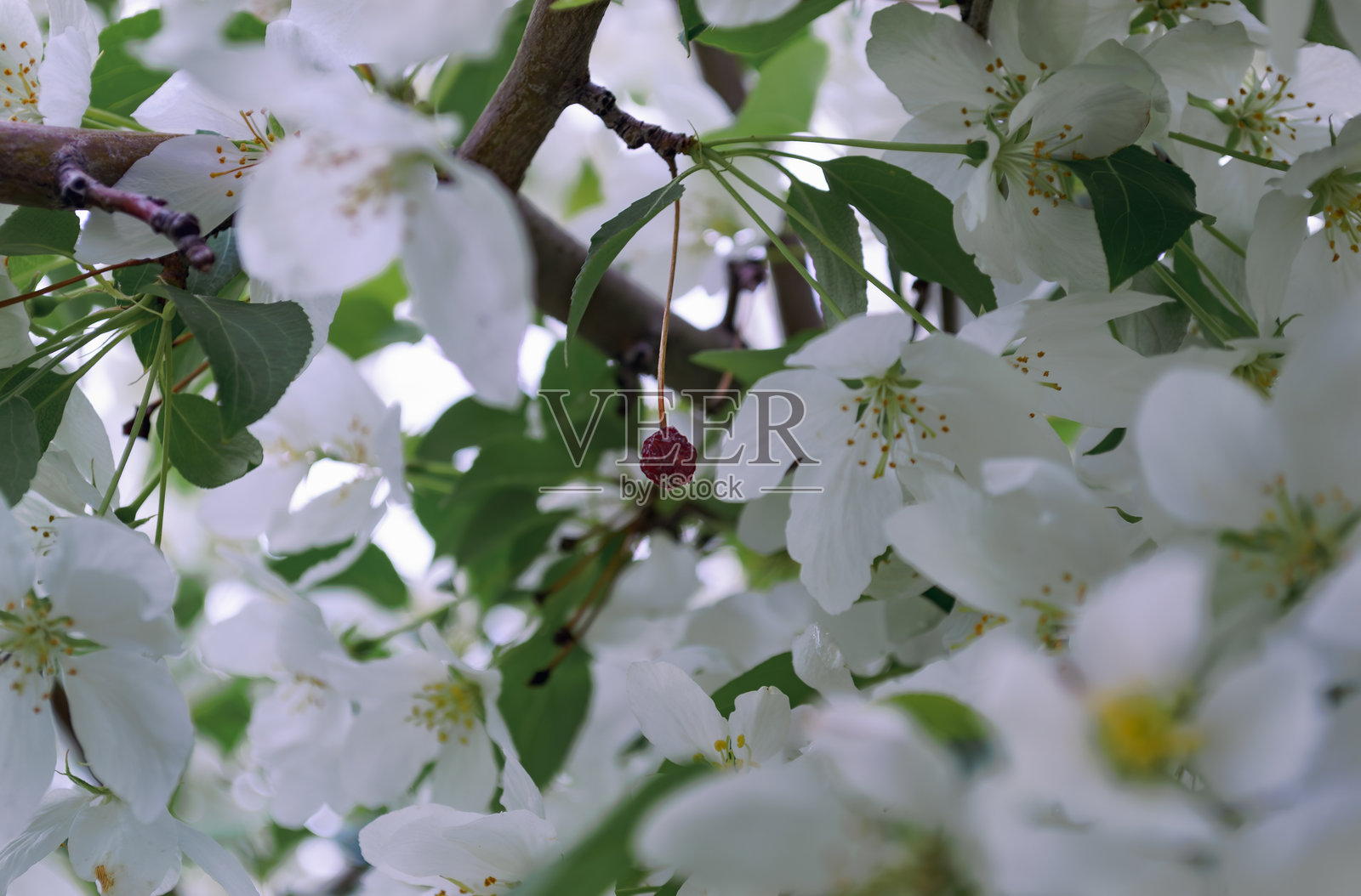 春天白色苹果花的特写照片摄影图片